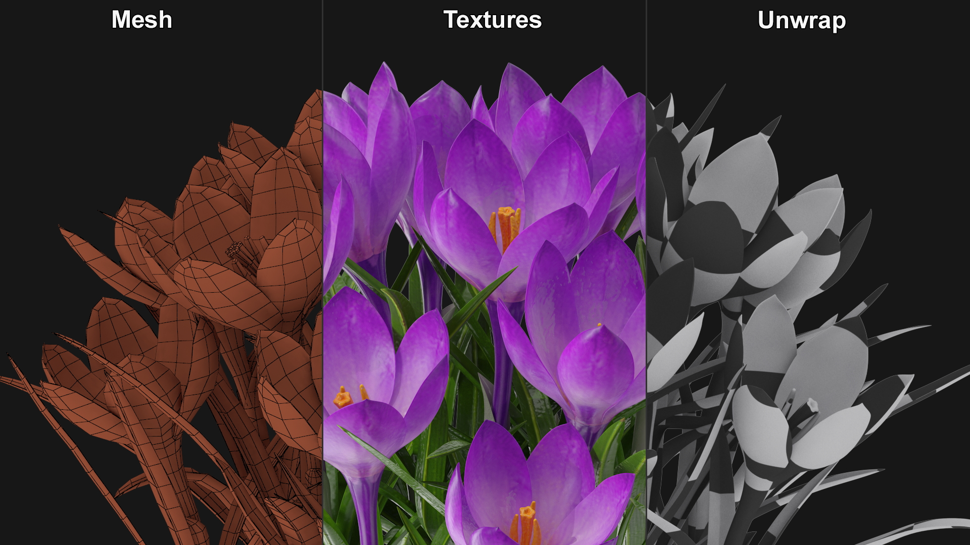 Crocus Flowers 3D model