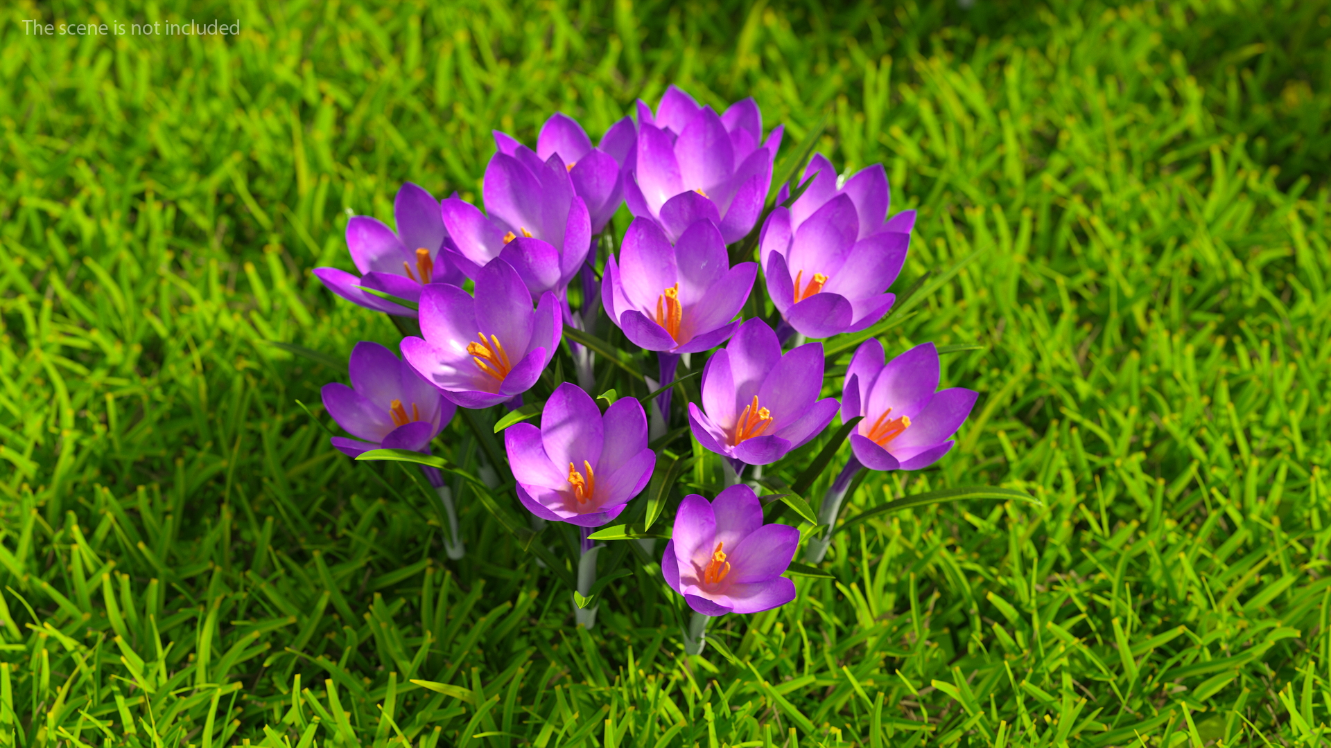 Crocus Flowers 3D model