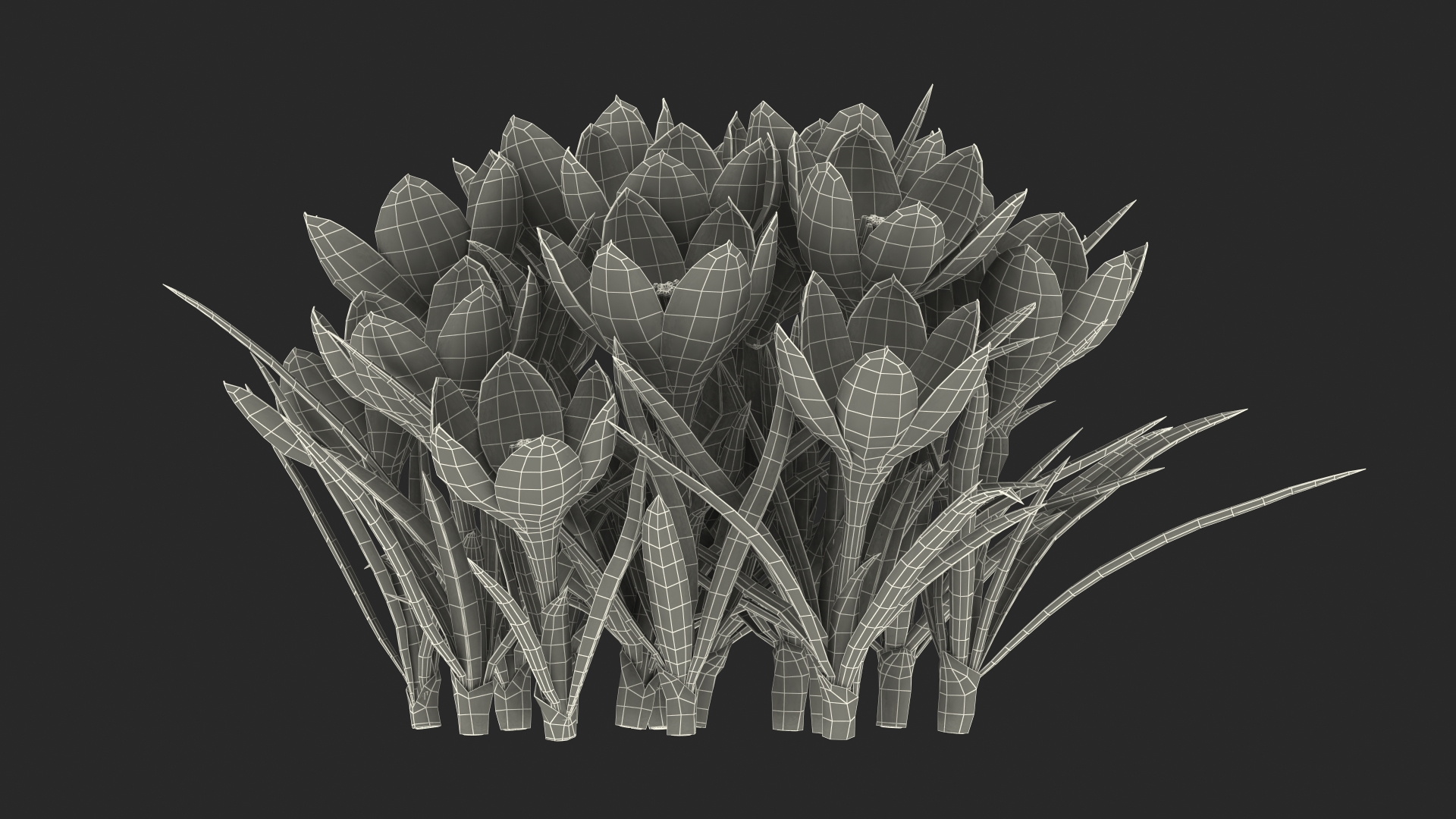 Crocus Flowers 3D model