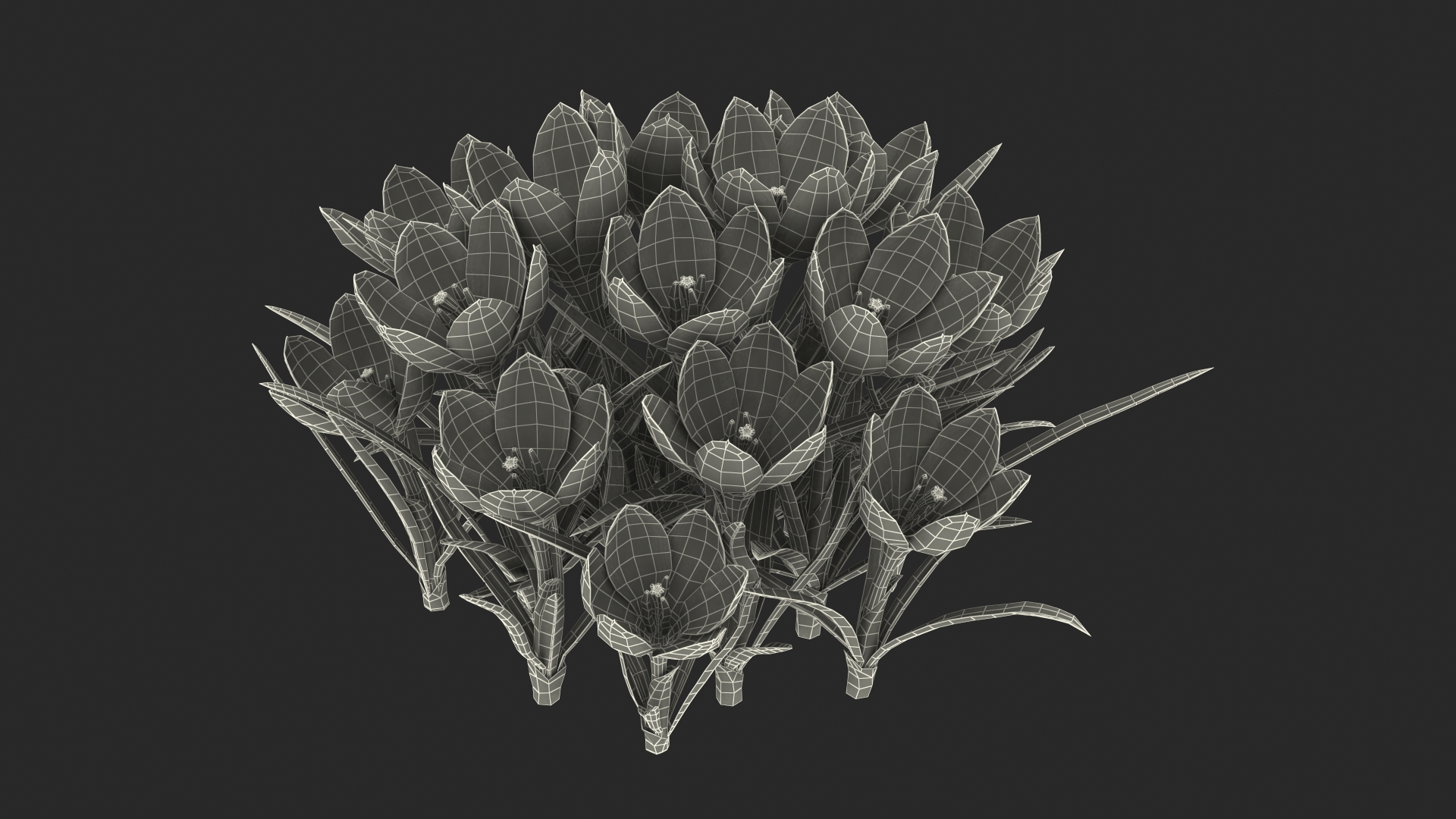 Crocus Flowers 3D model
