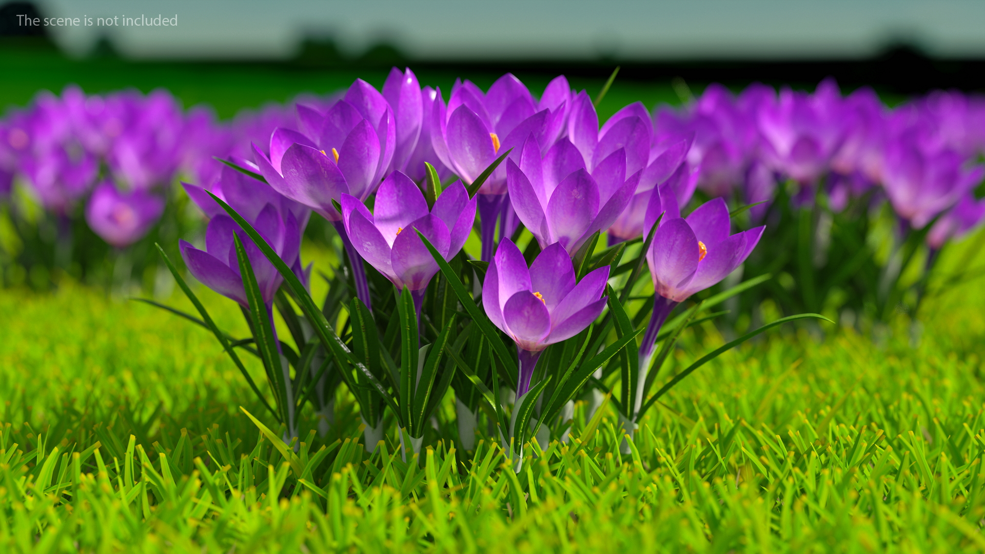 Crocus Flowers 3D model