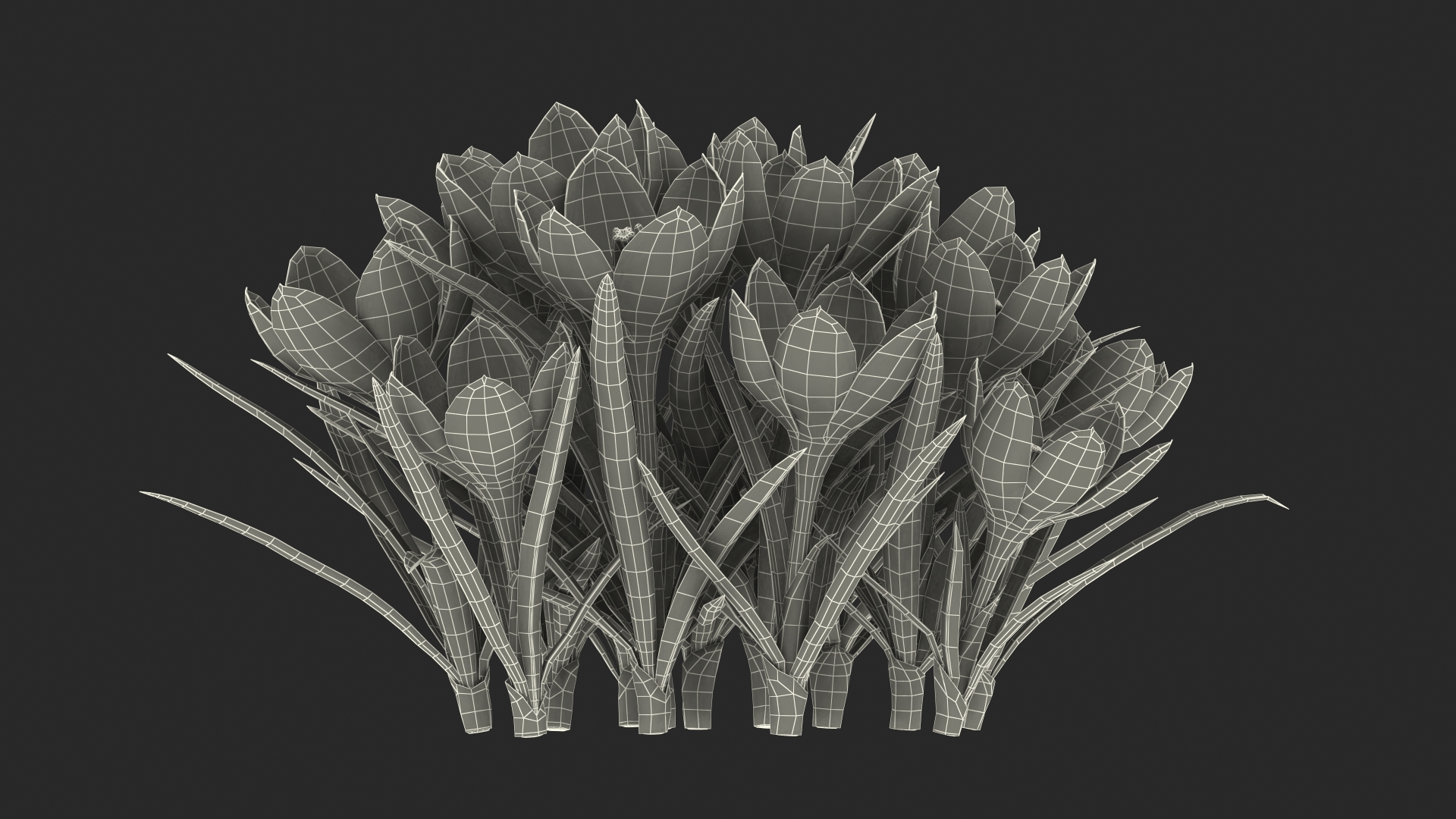 Crocus Flowers 3D model