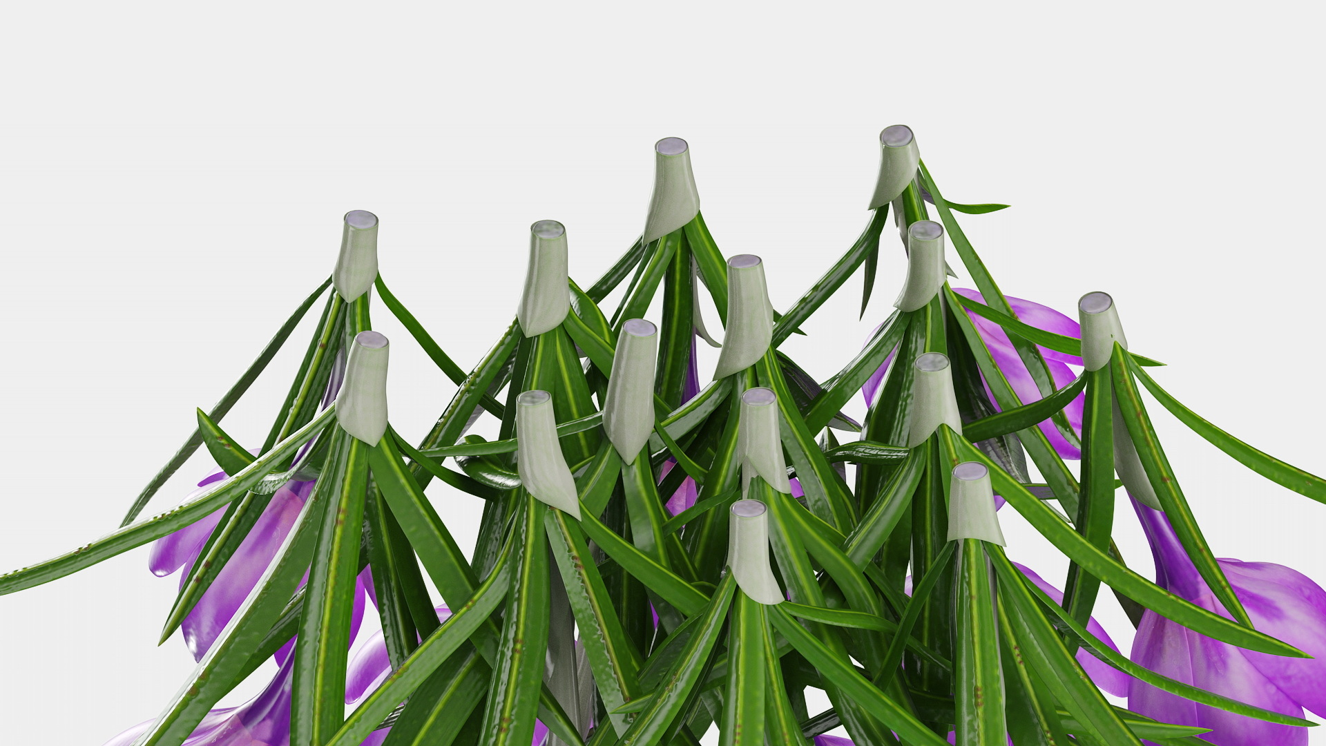 Crocus Flowers 3D model