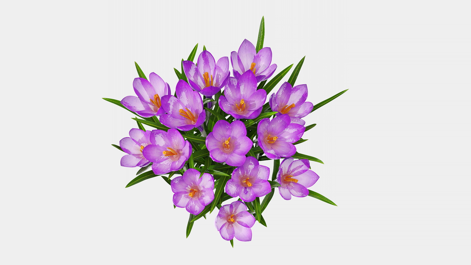 Crocus Flowers 3D model
