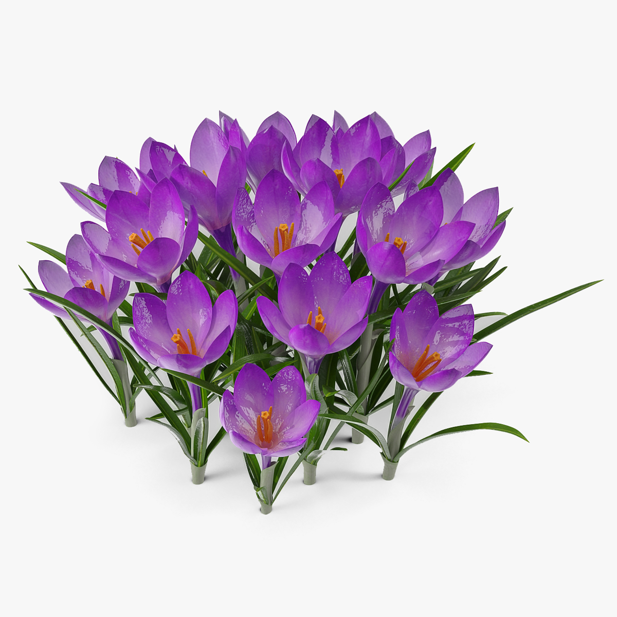 Crocus Flowers, view 5