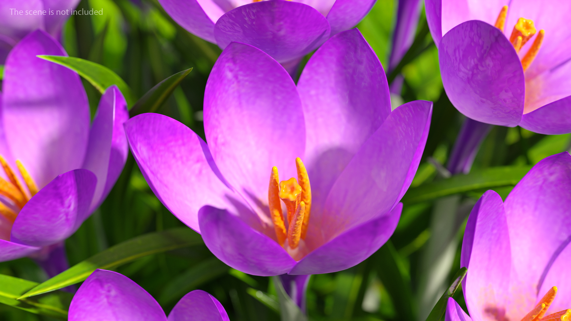 Crocus Flowers 3D model