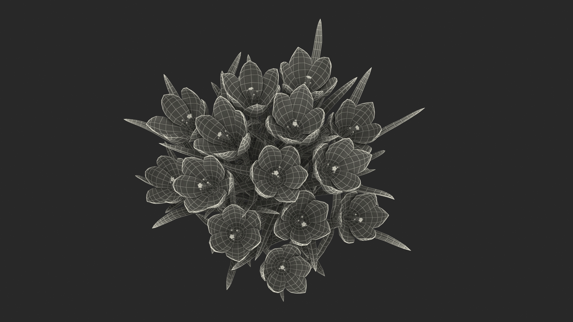Crocus Flowers 3D model