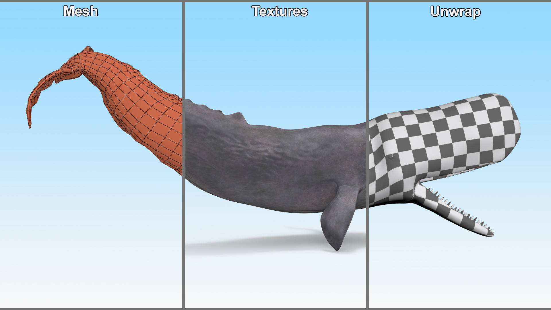 Cachalot Rigged for Cinema 4D 3D model