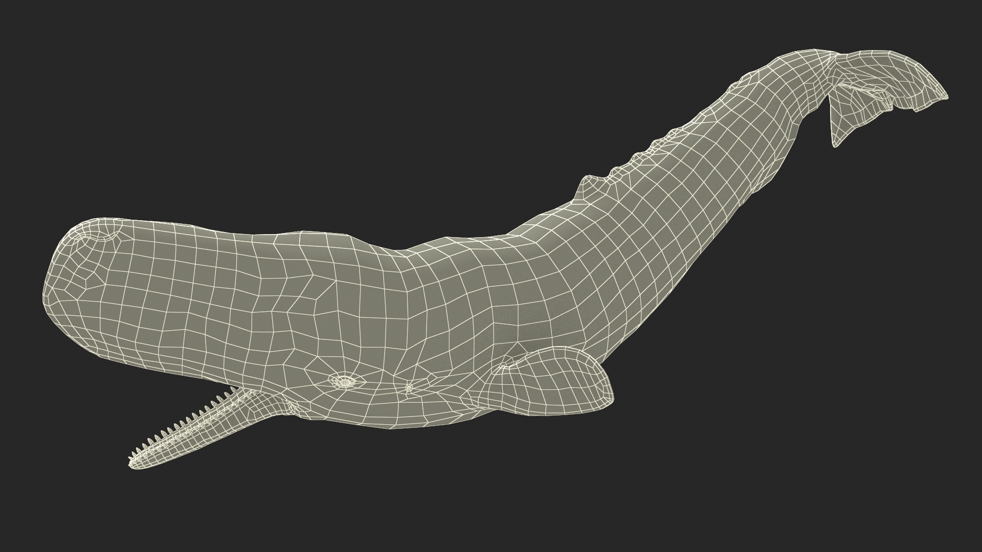 Cachalot Rigged for Cinema 4D 3D model