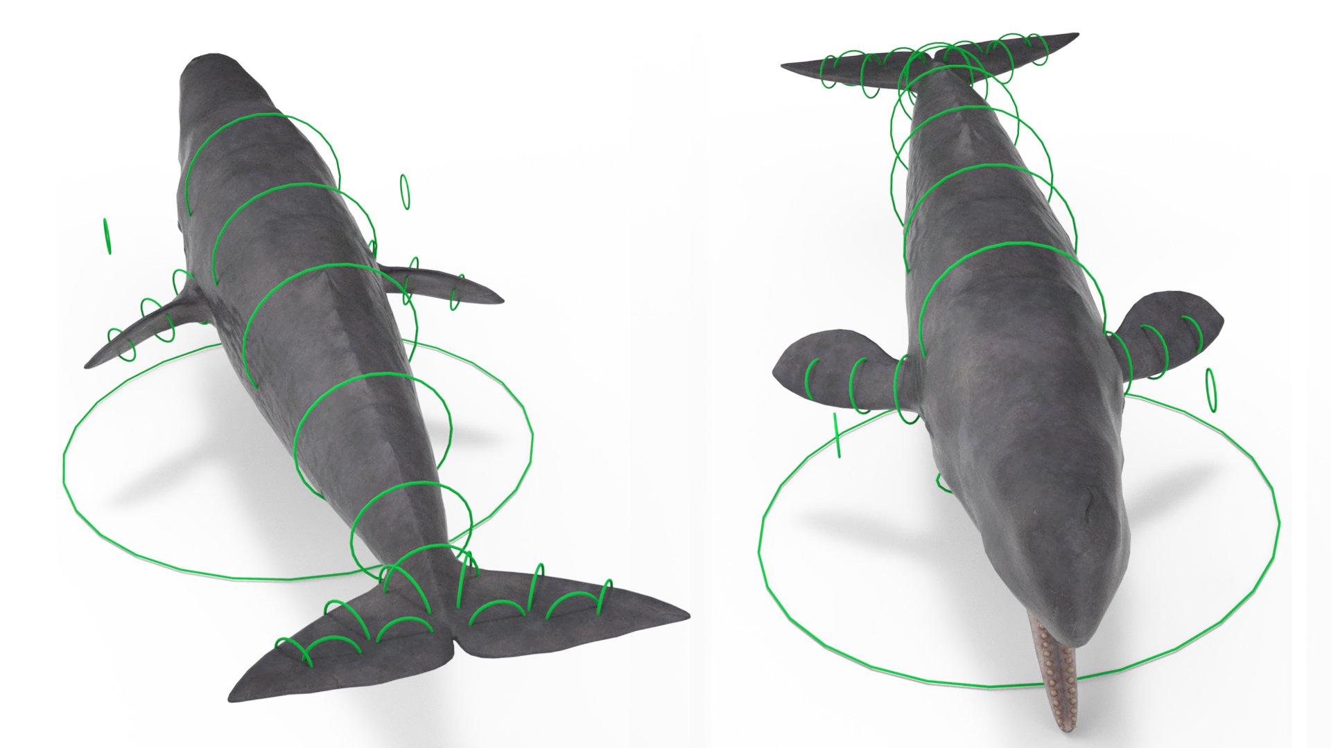 Cachalot Rigged for Cinema 4D 3D model