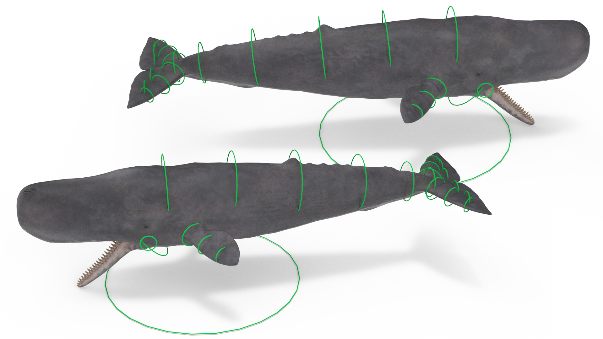Cachalot Rigged for Cinema 4D 3D model