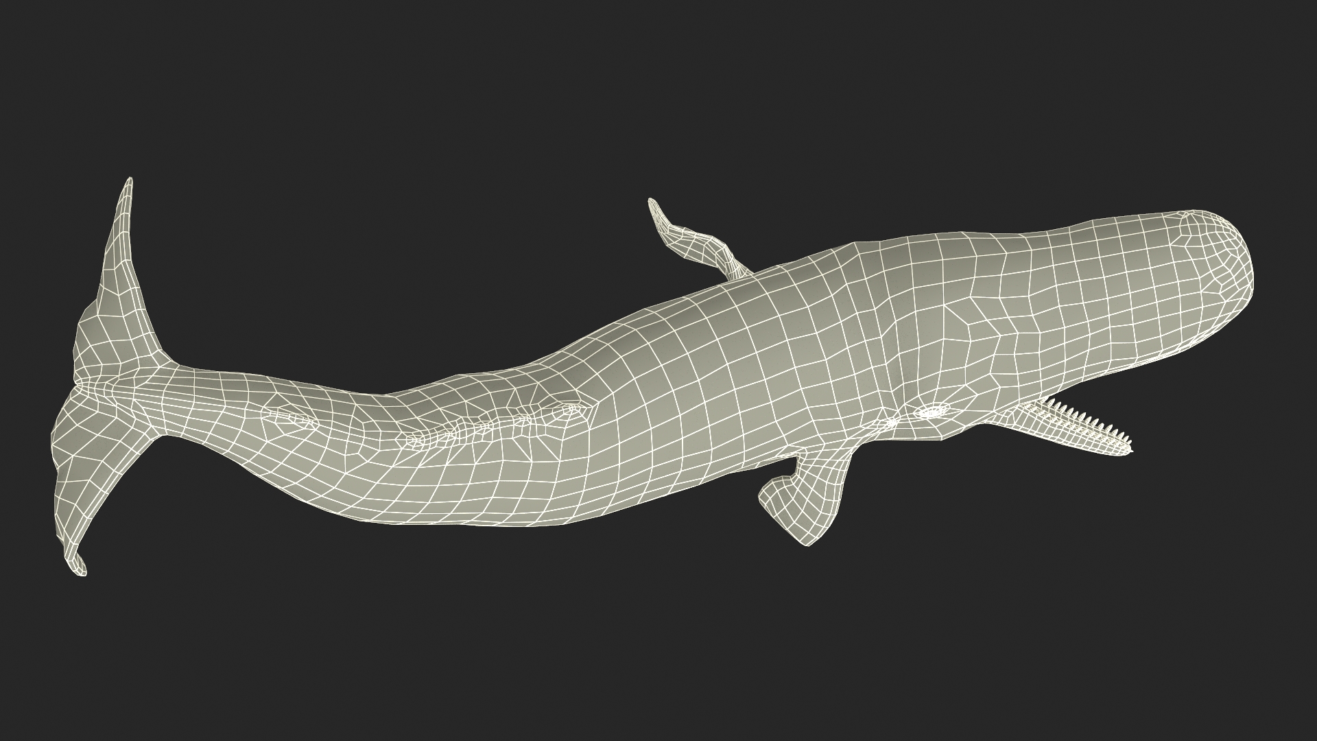Cachalot Rigged for Cinema 4D 3D model