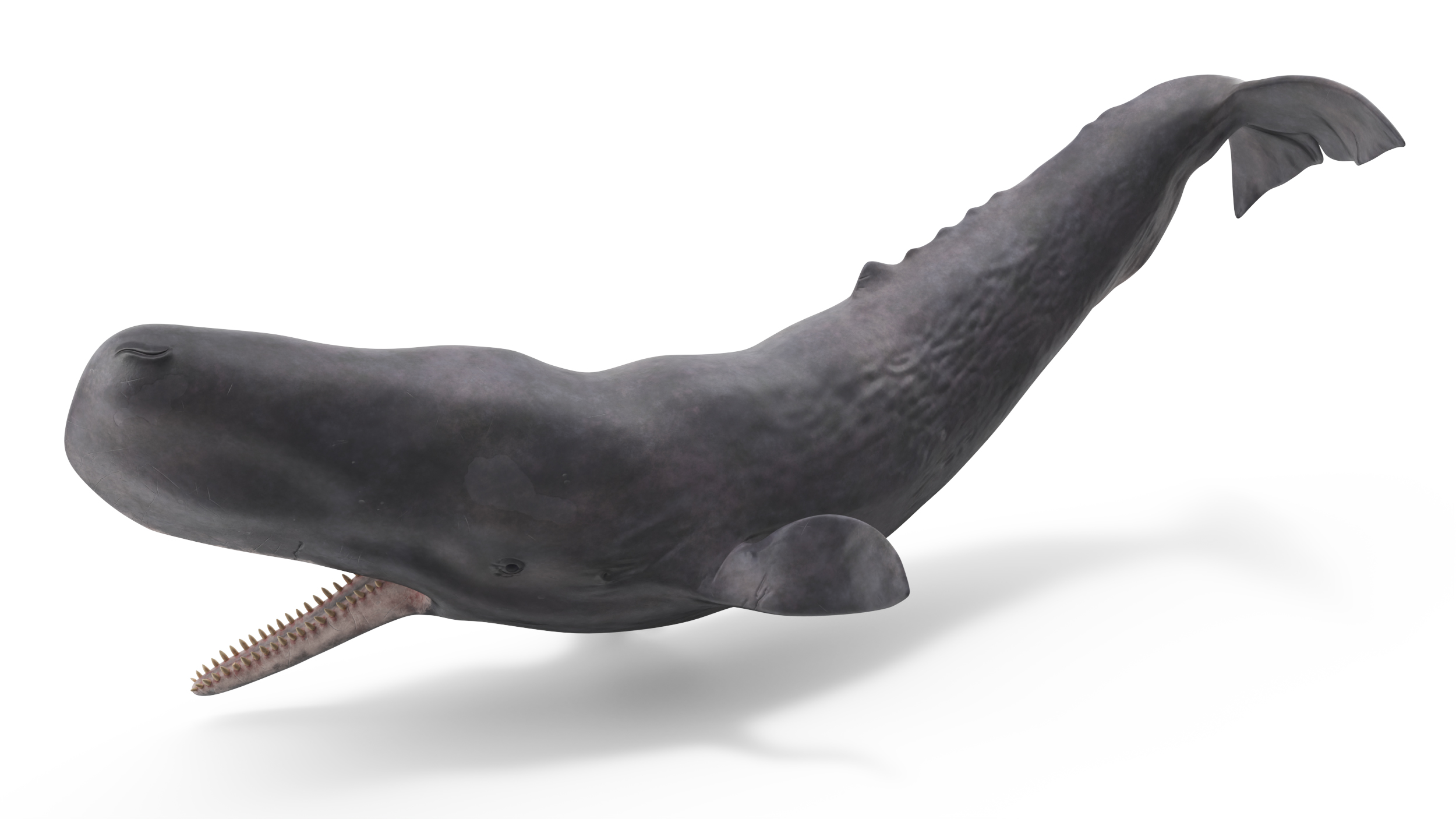 Cachalot Rigged for Cinema 4D 3D model