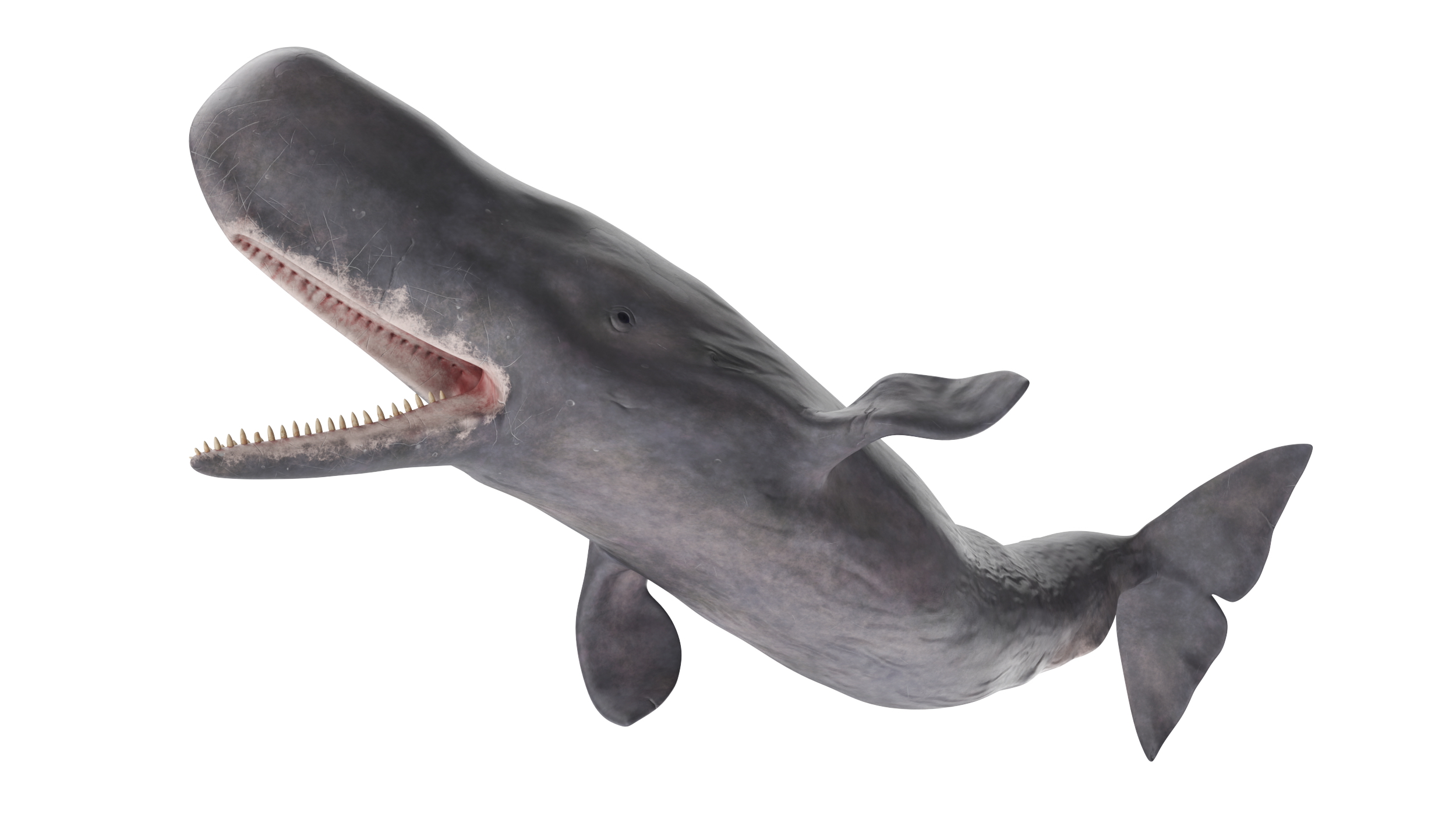 Cachalot Rigged for Cinema 4D 3D model