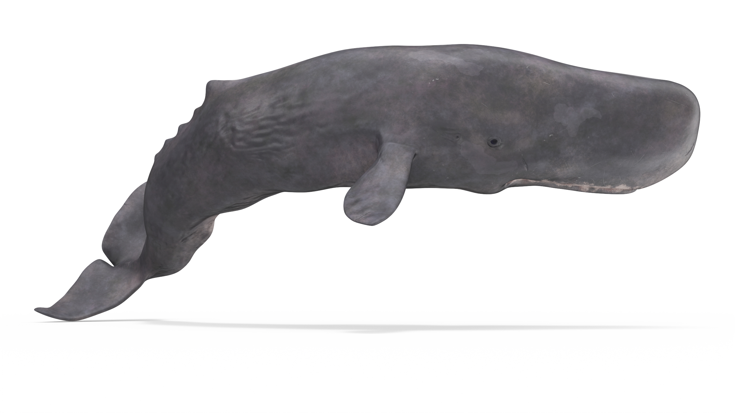 Cachalot Rigged for Cinema 4D 3D model