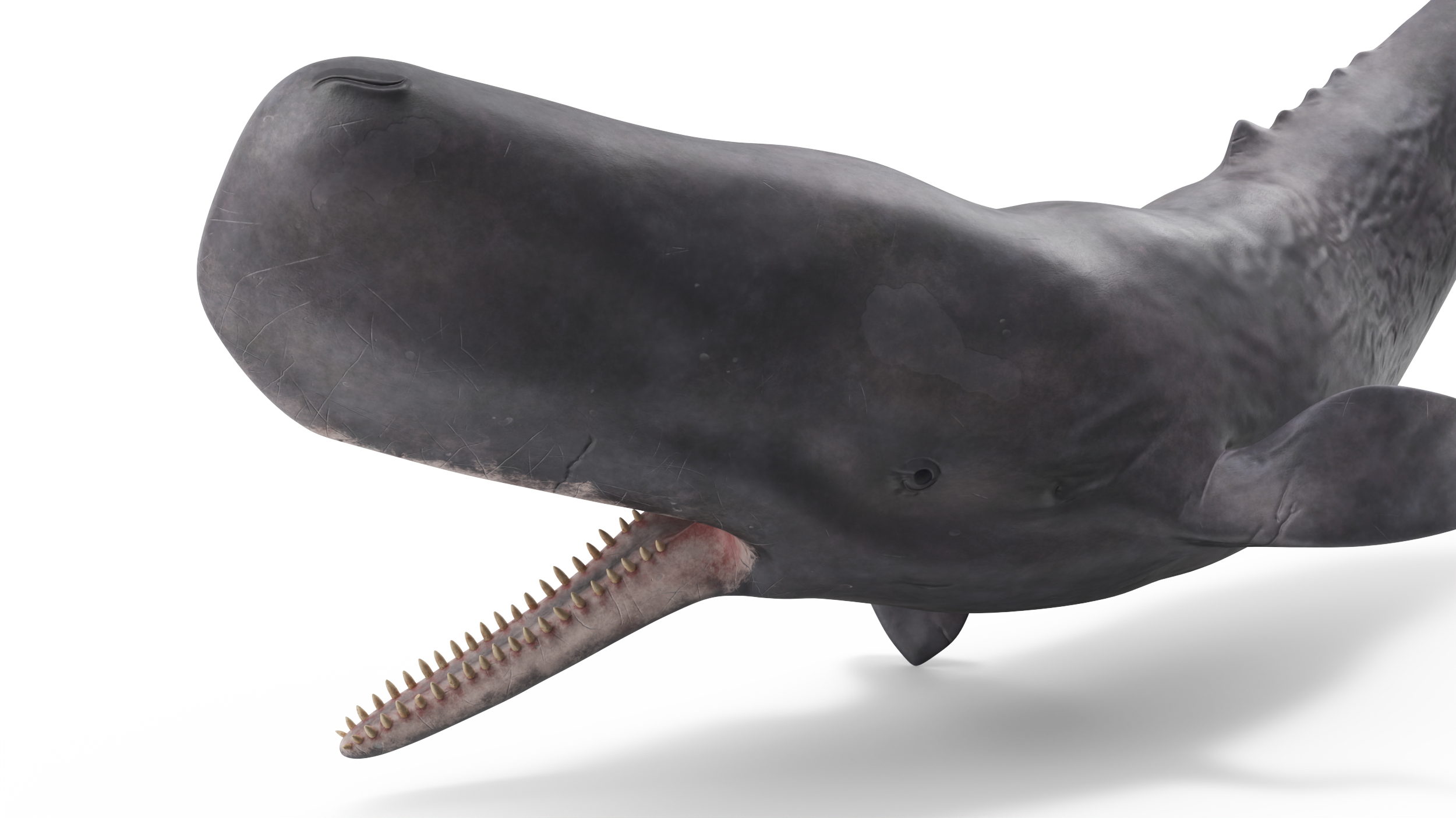 Cachalot Rigged for Cinema 4D 3D model