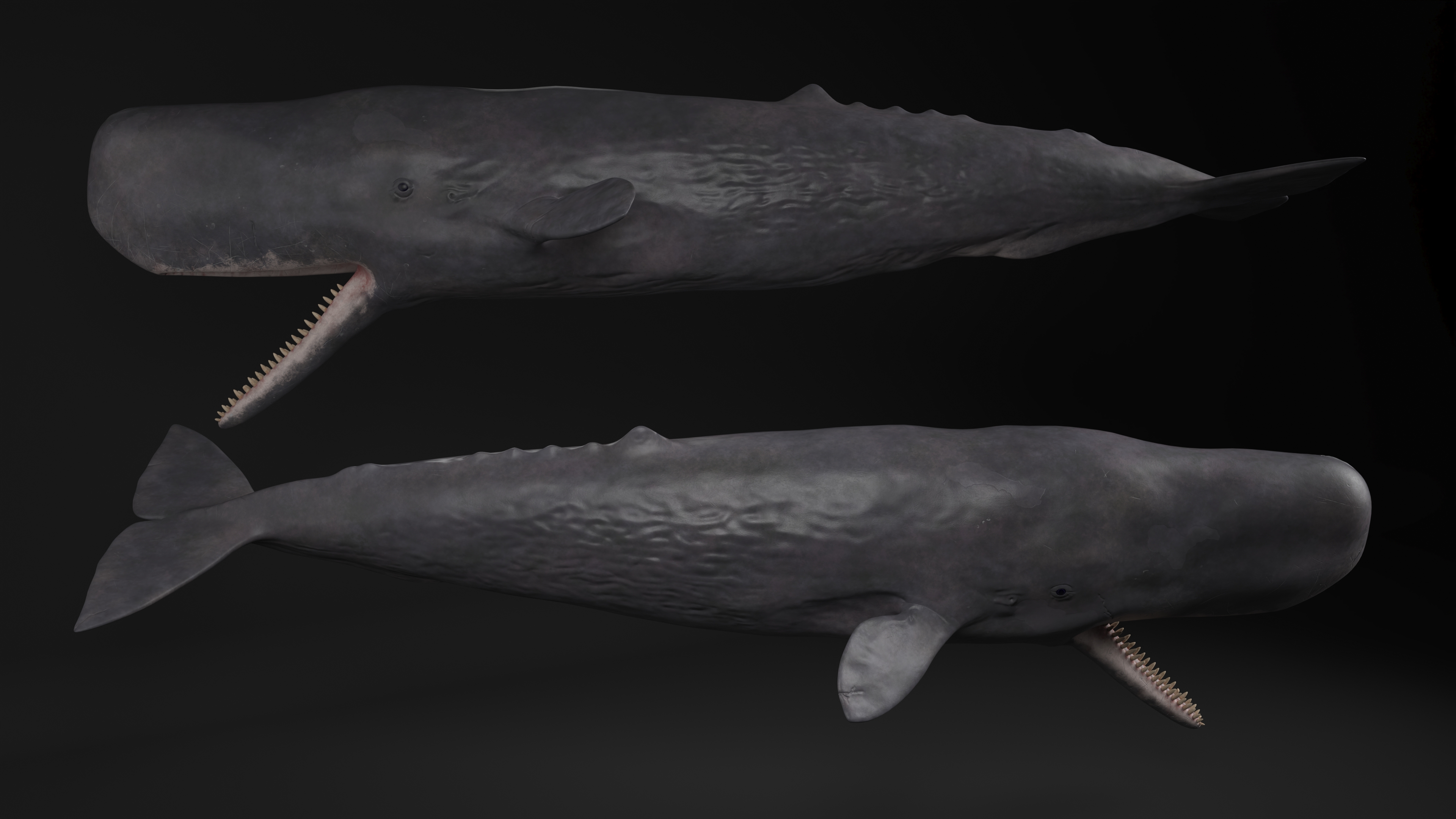 Cachalot Rigged for Cinema 4D 3D model