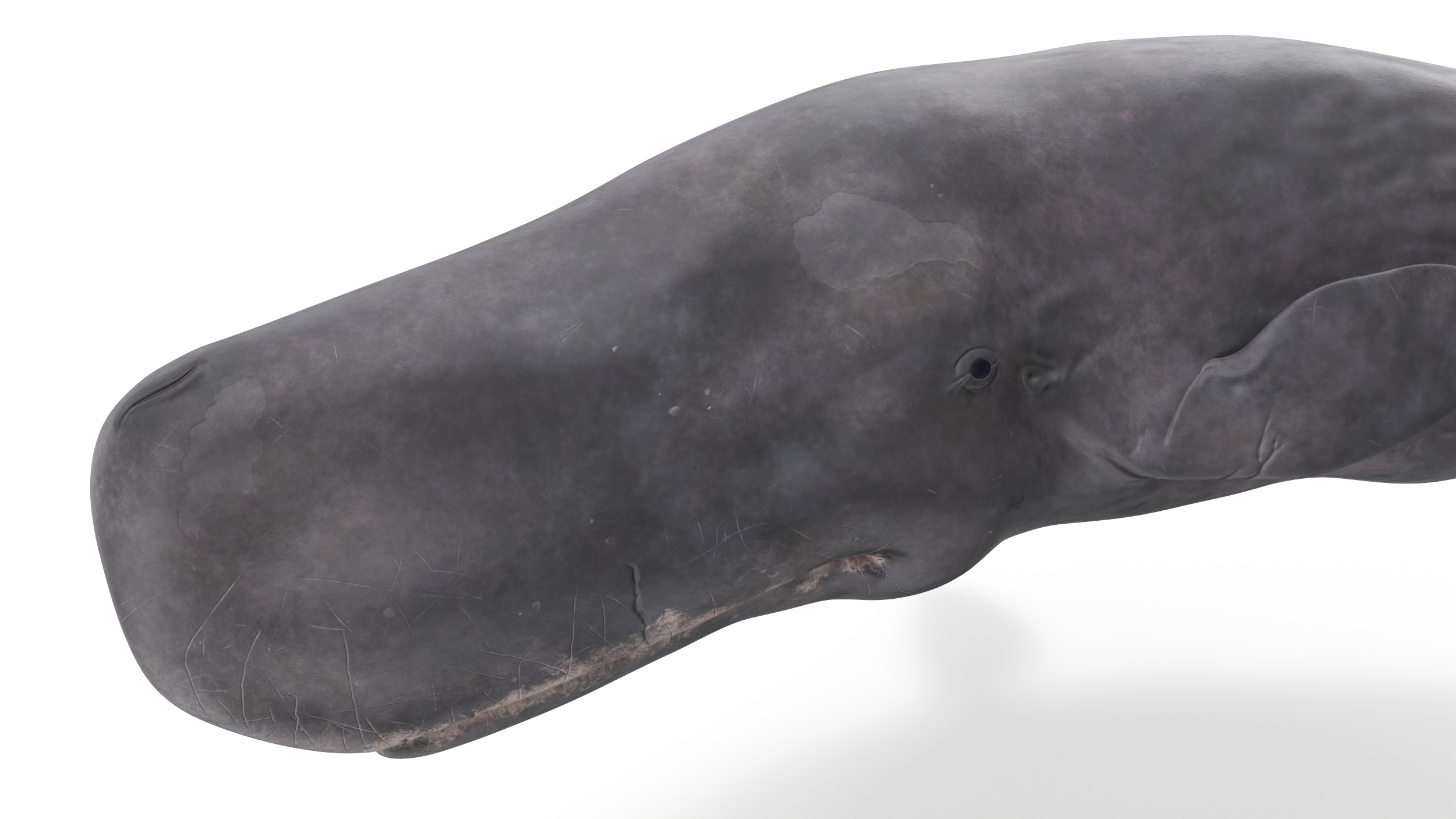 Cachalot Rigged for Cinema 4D 3D model