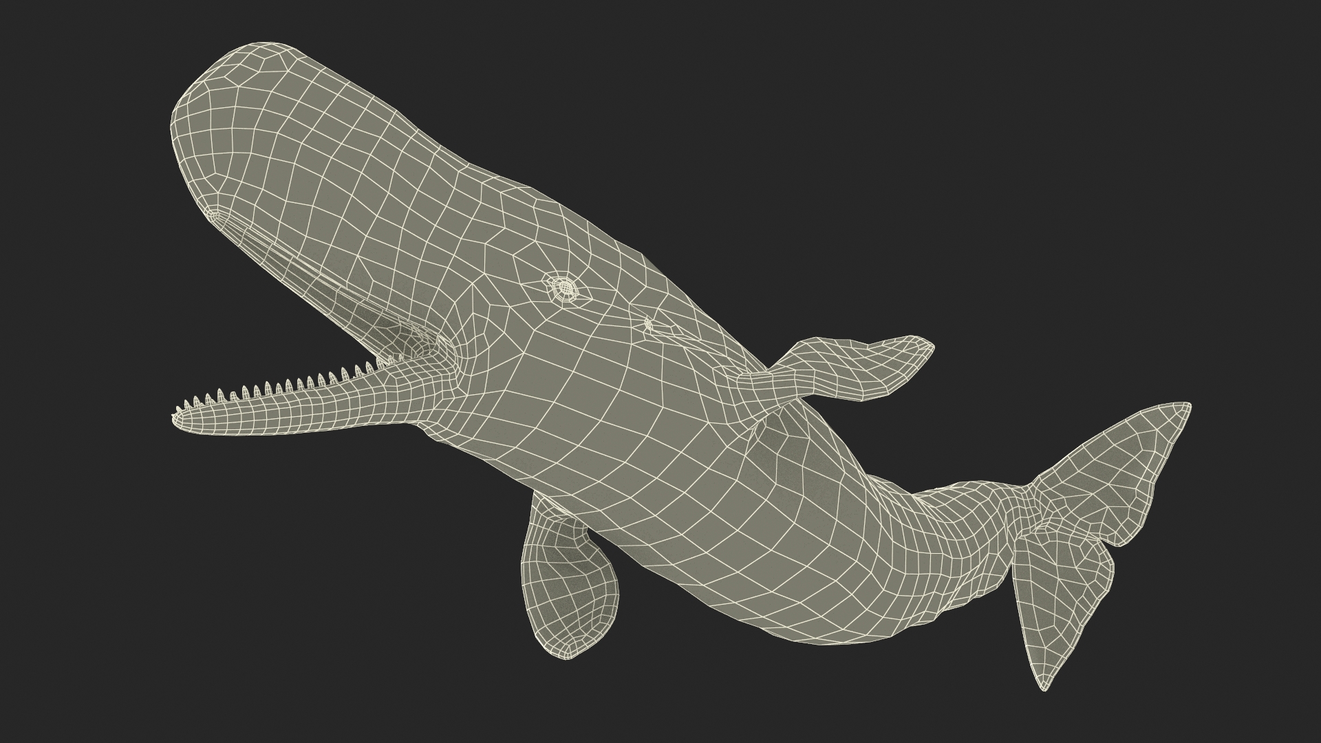 Cachalot Rigged for Cinema 4D 3D model