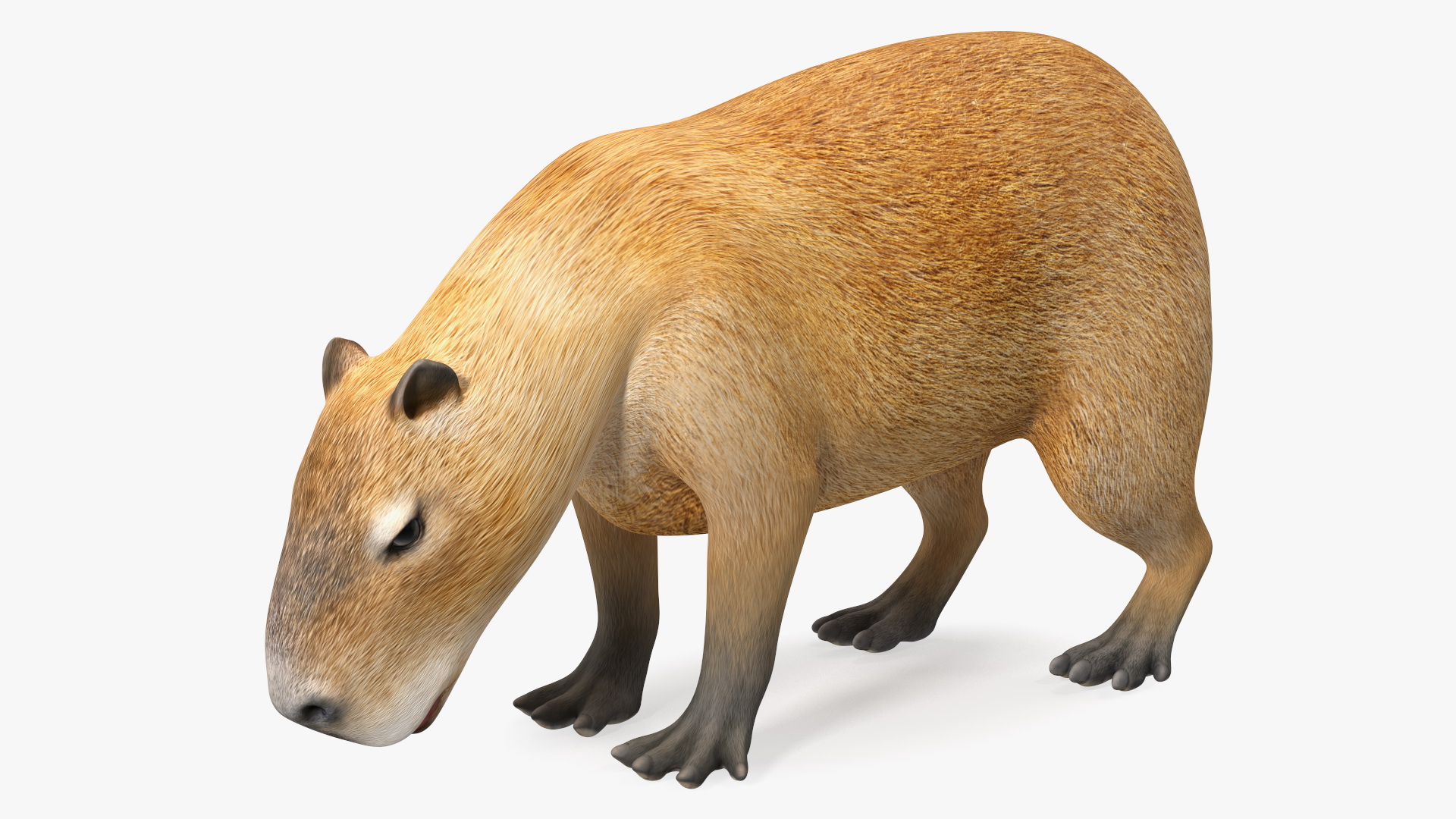 3D model Capybara Eating Pose