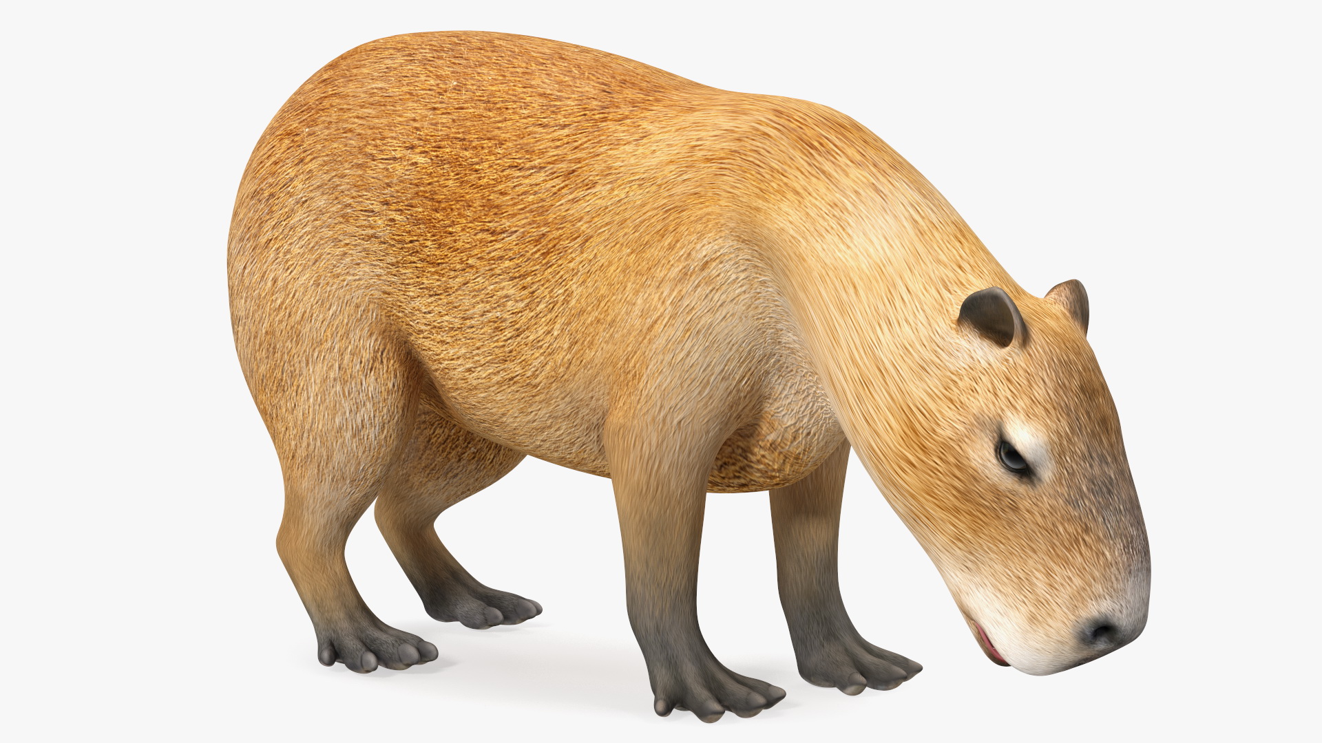 3D model Capybara Eating Pose