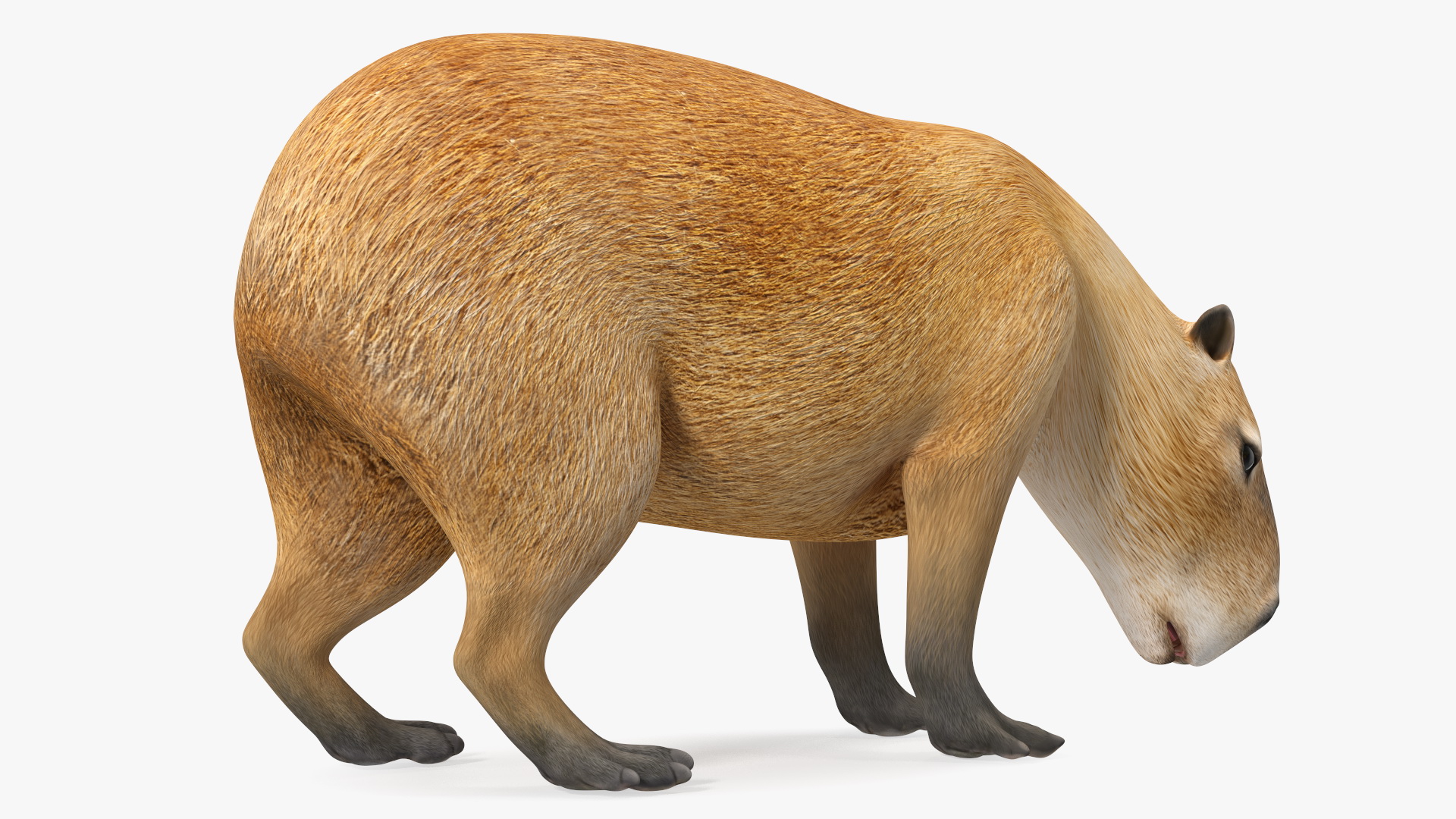 3D model Capybara Eating Pose