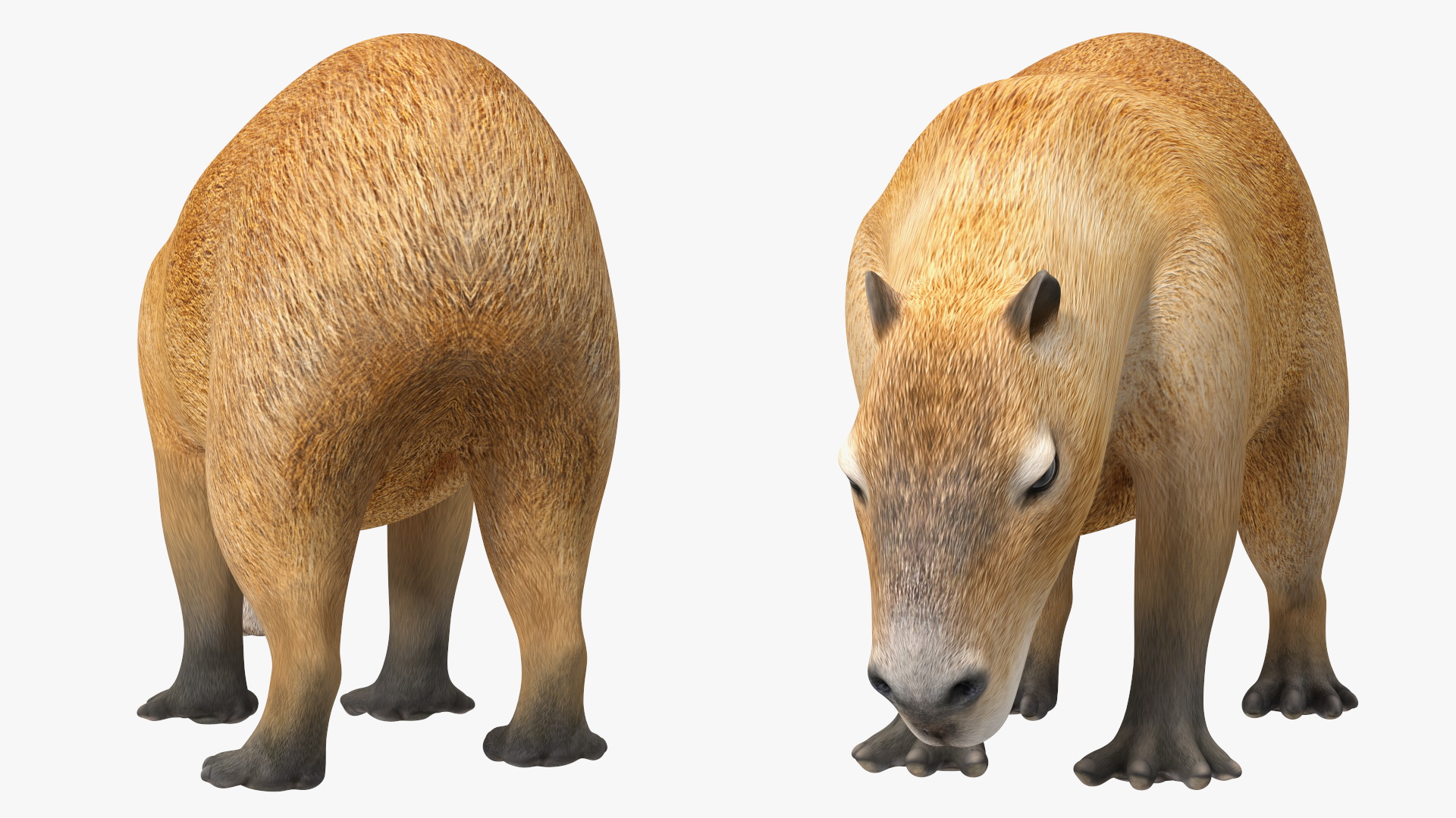3D model Capybara Eating Pose