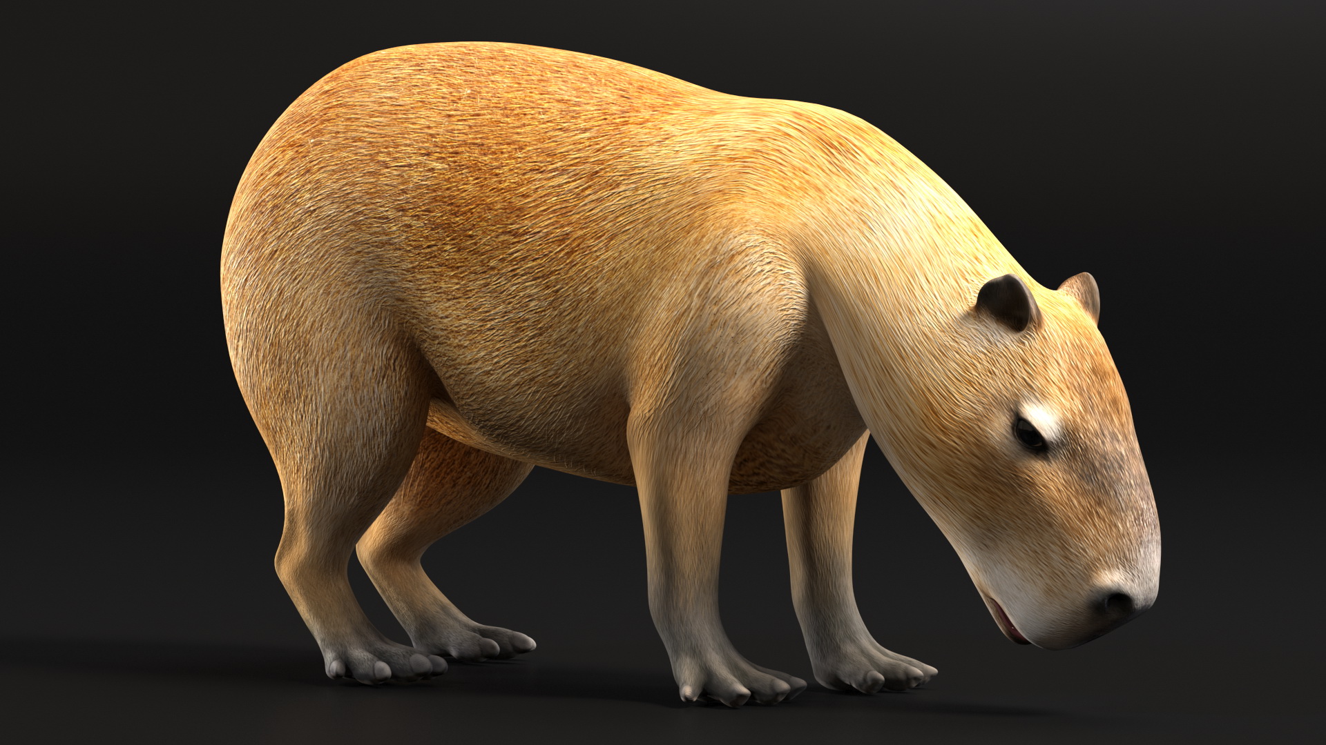 3D model Capybara Eating Pose