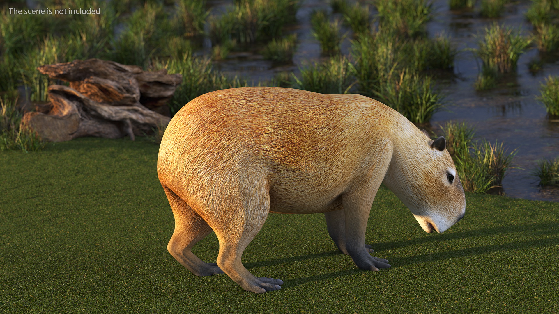 3D model Capybara Eating Pose