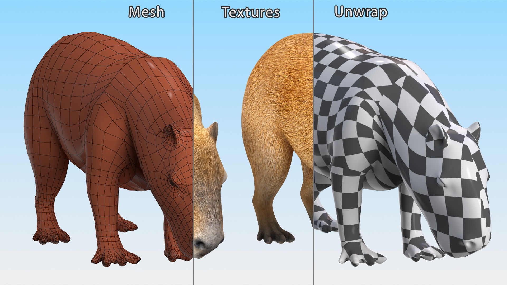 3D model Capybara Eating Pose