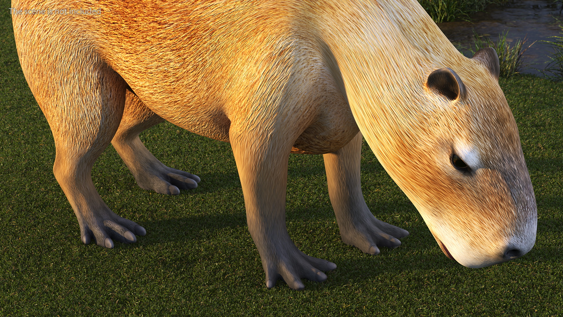 3D model Capybara Eating Pose