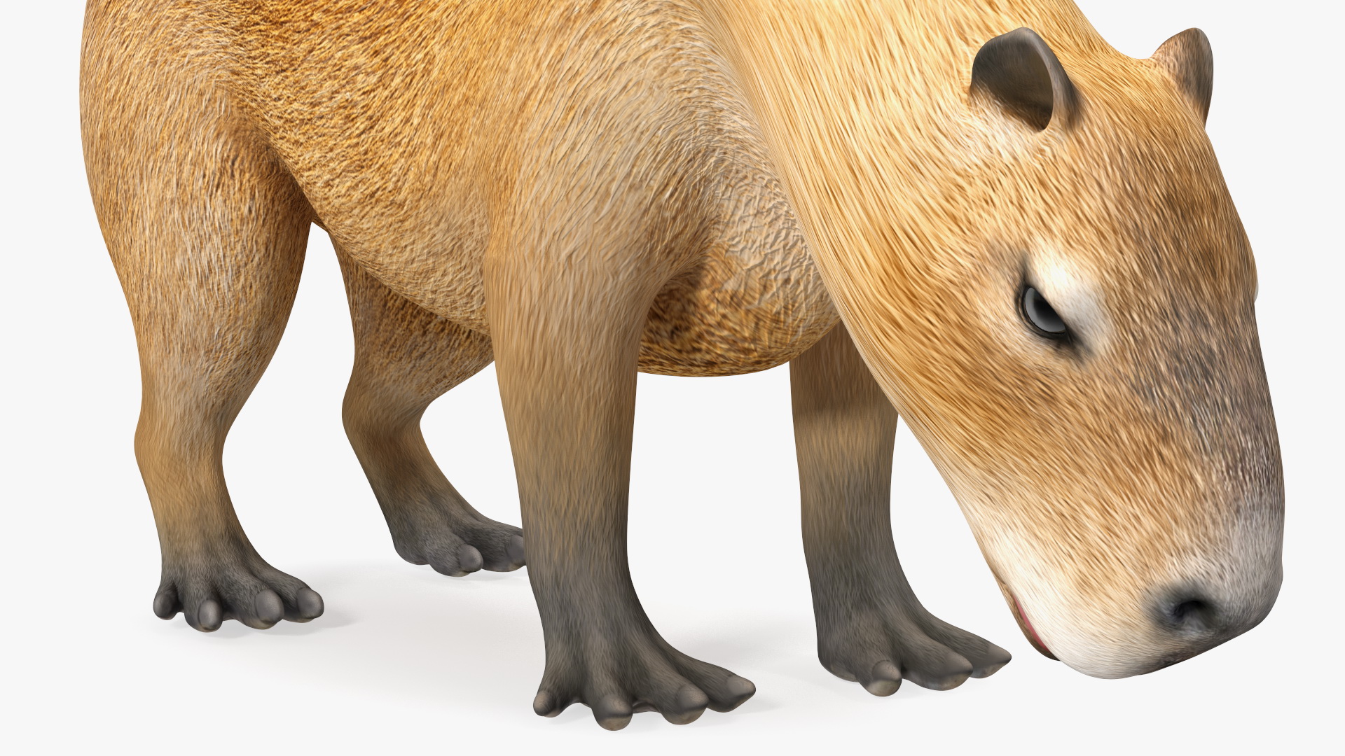 3D model Capybara Eating Pose