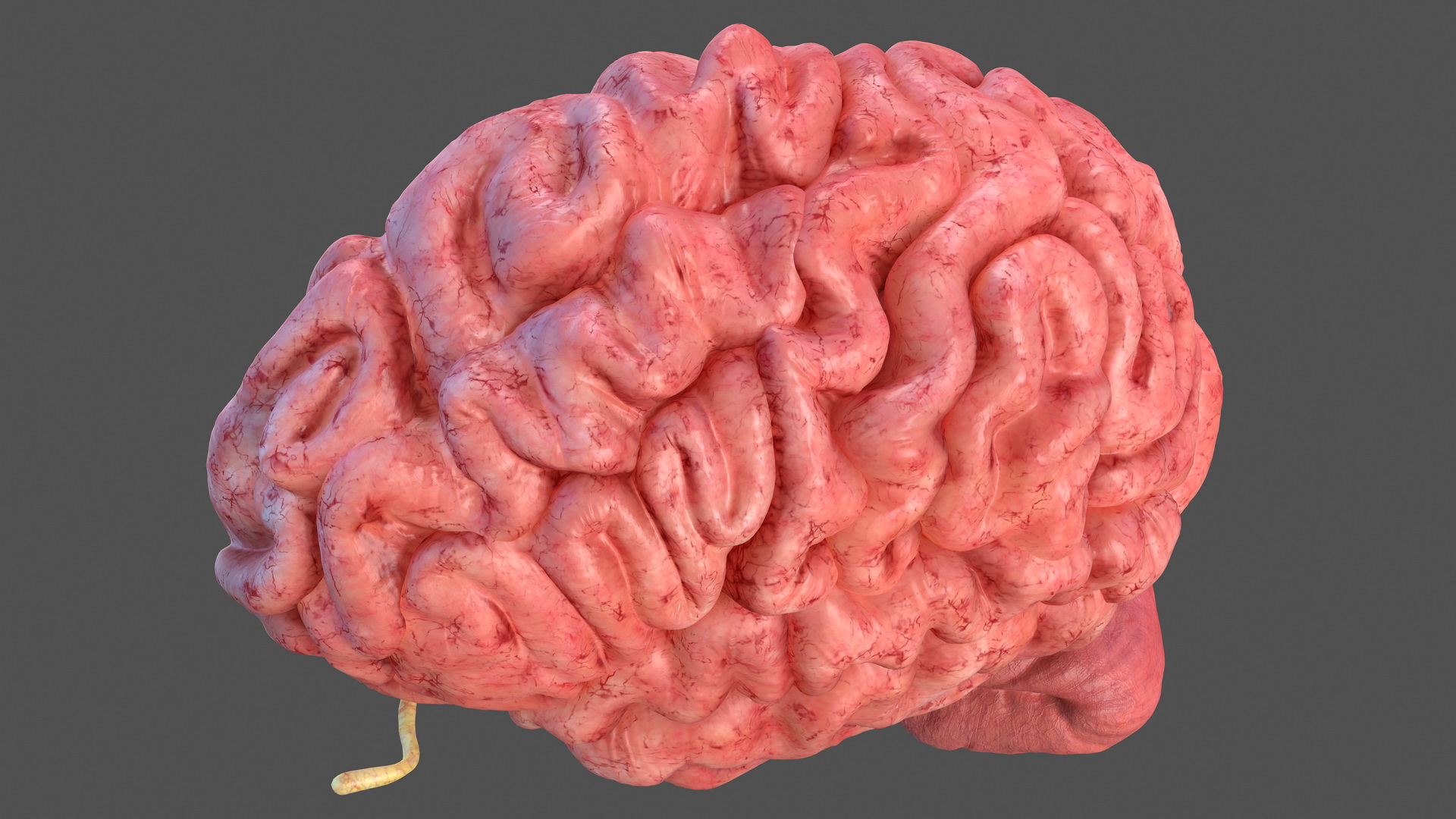 Human Brain Anatomy Section 3D