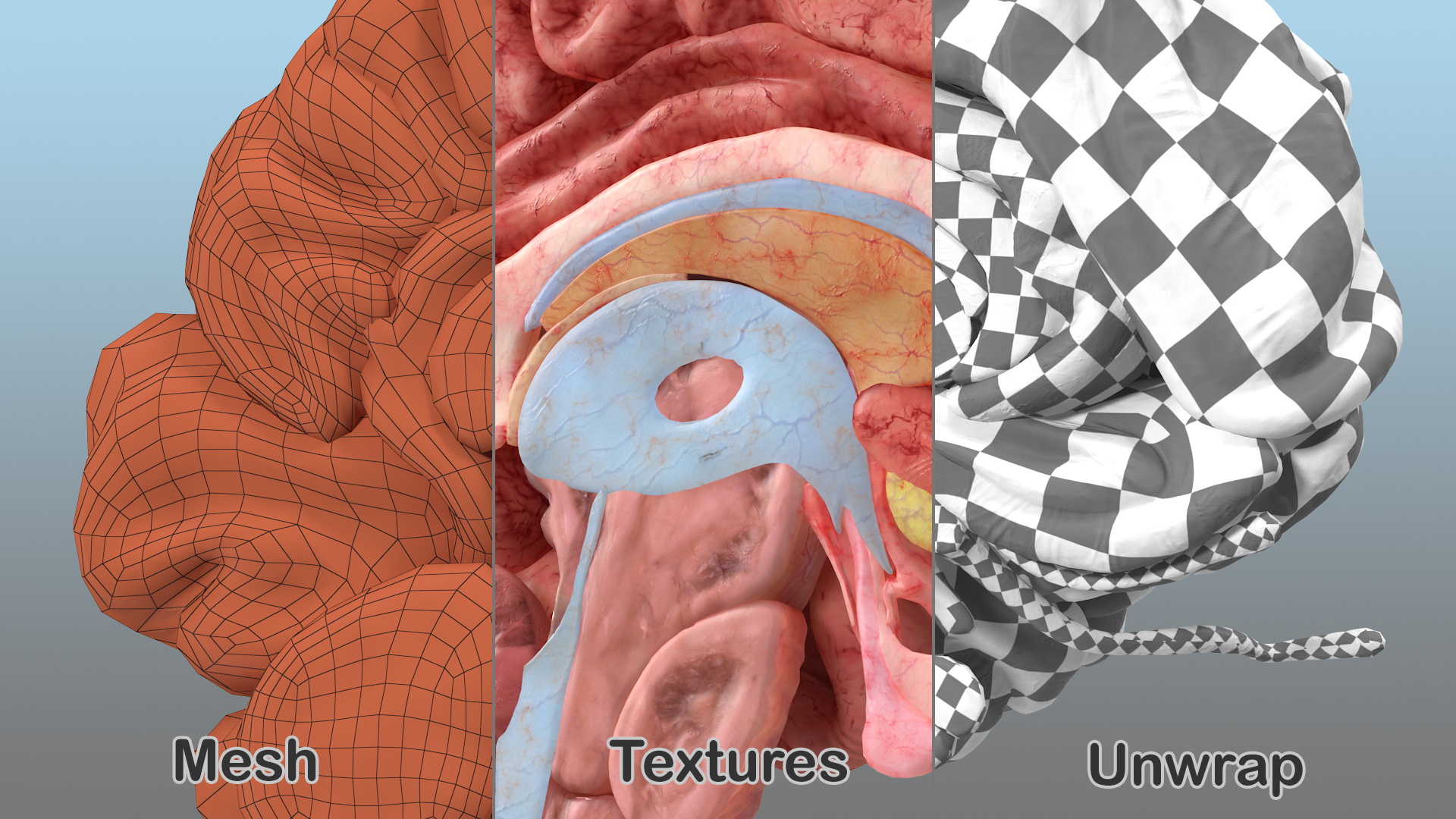Human Brain Anatomy Section 3D