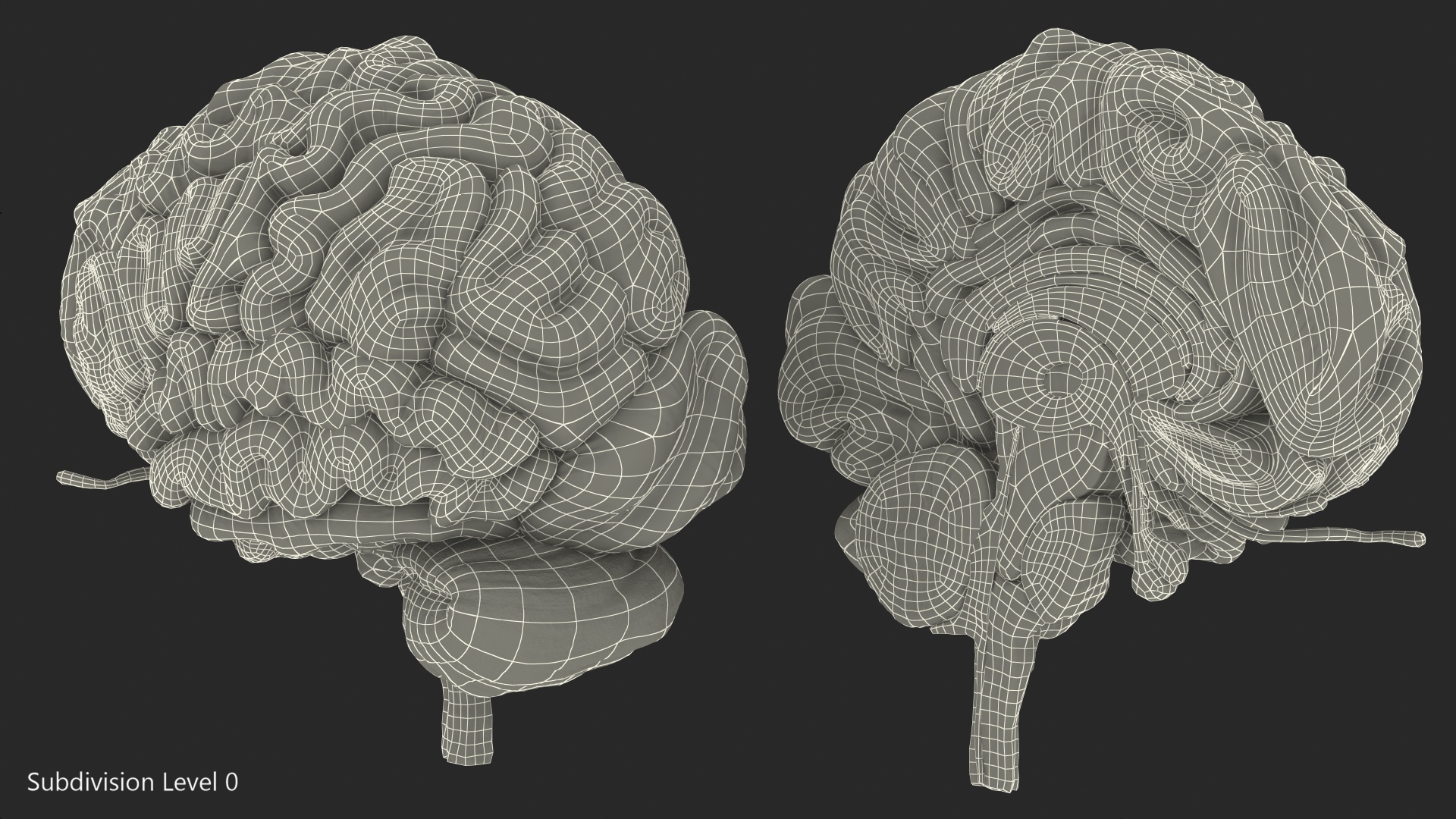 Human Brain Anatomy Section 3D