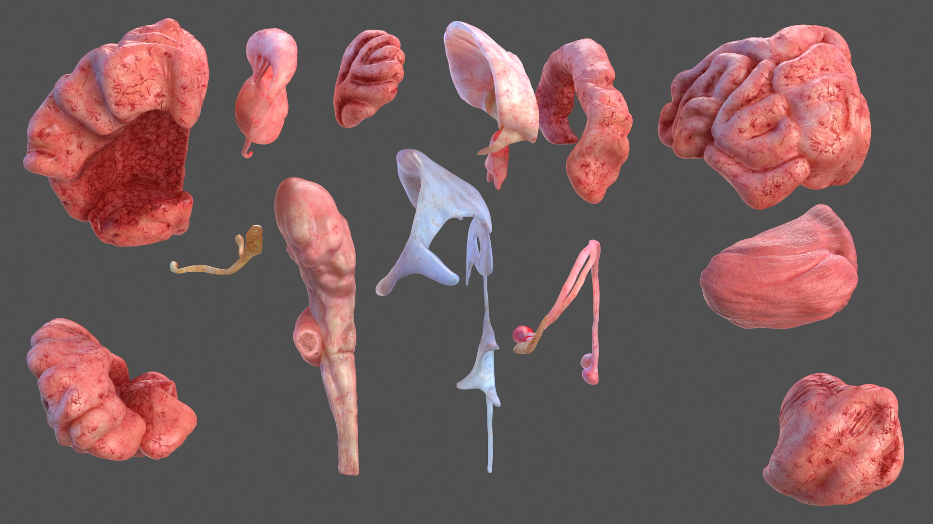 Human Brain Anatomy Section 3D