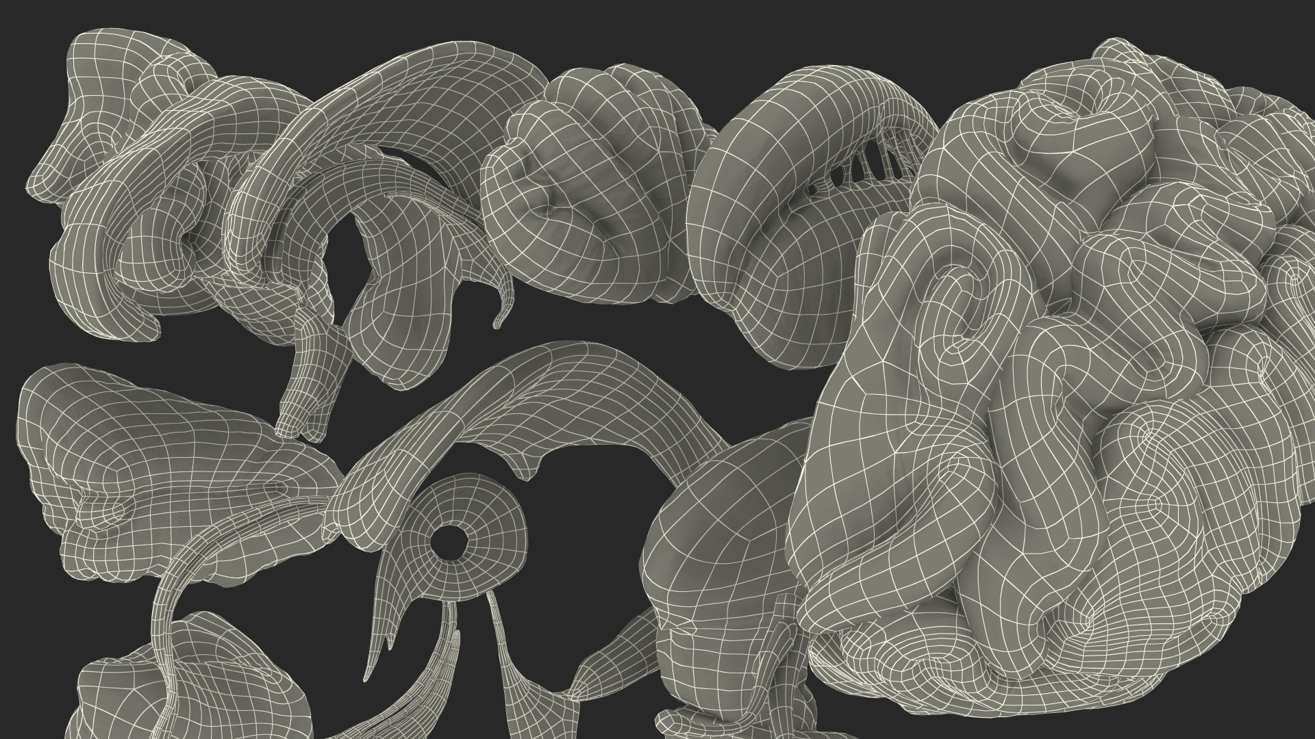 Human Brain Anatomy Section 3D