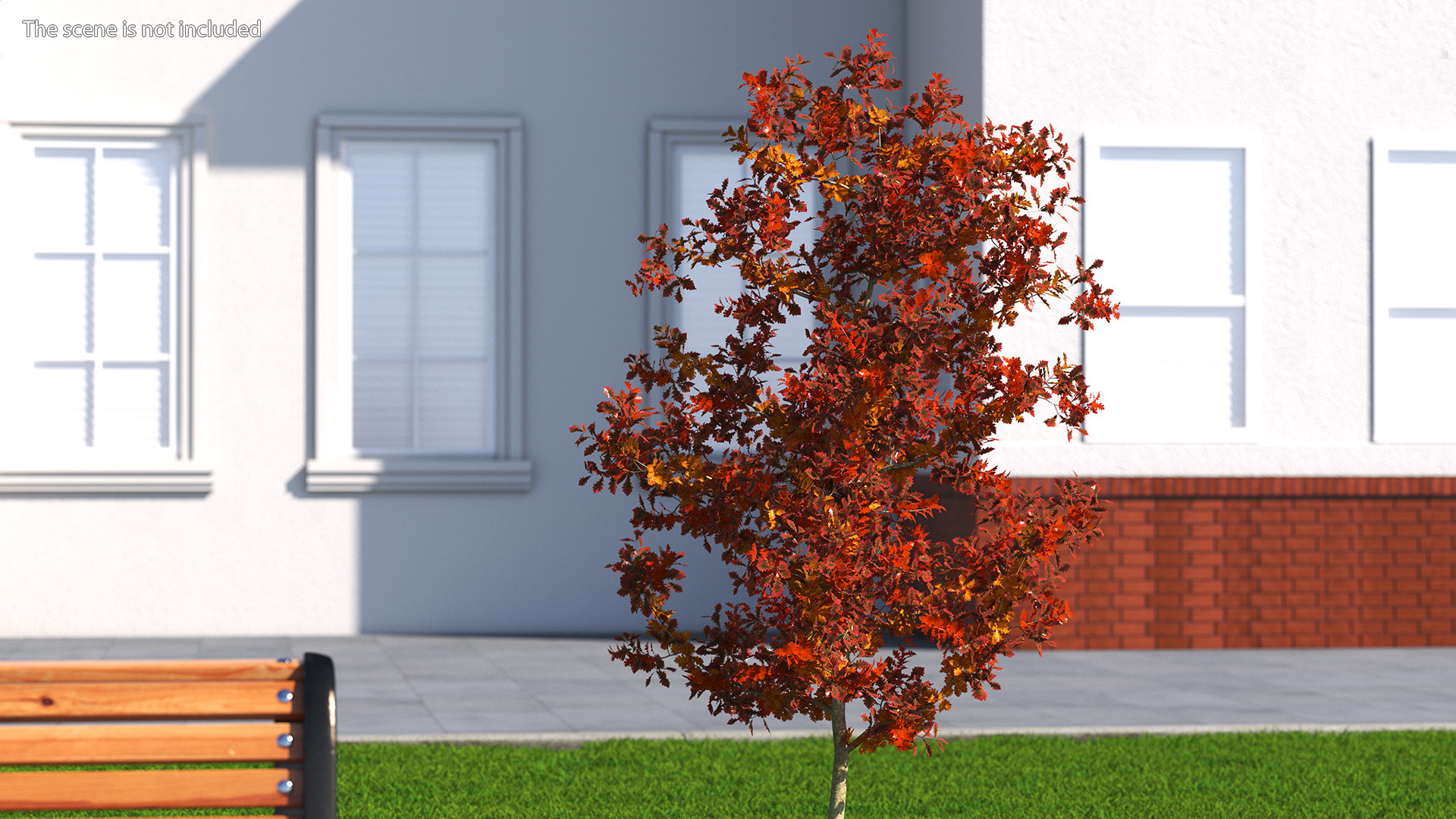 Young White Oak Autumn 3D
