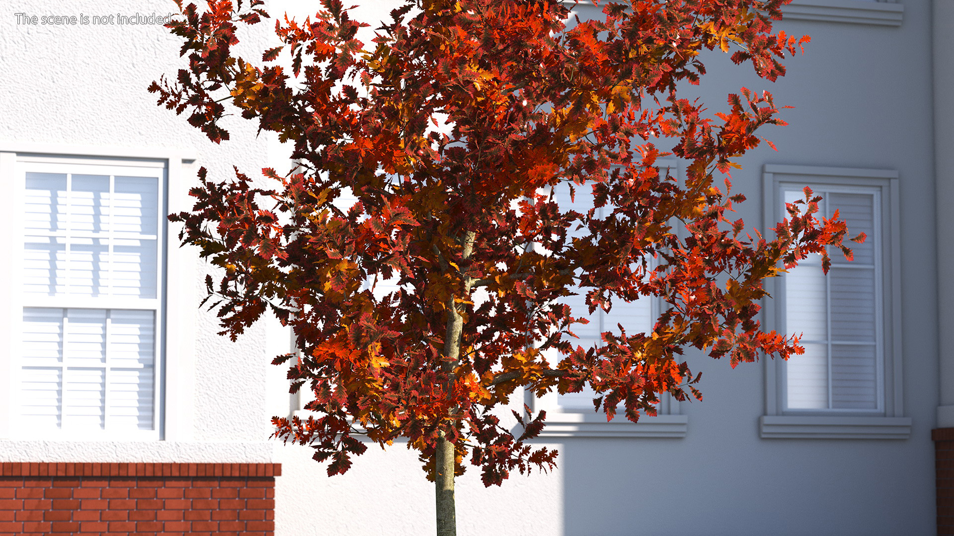 Young White Oak Autumn 3D