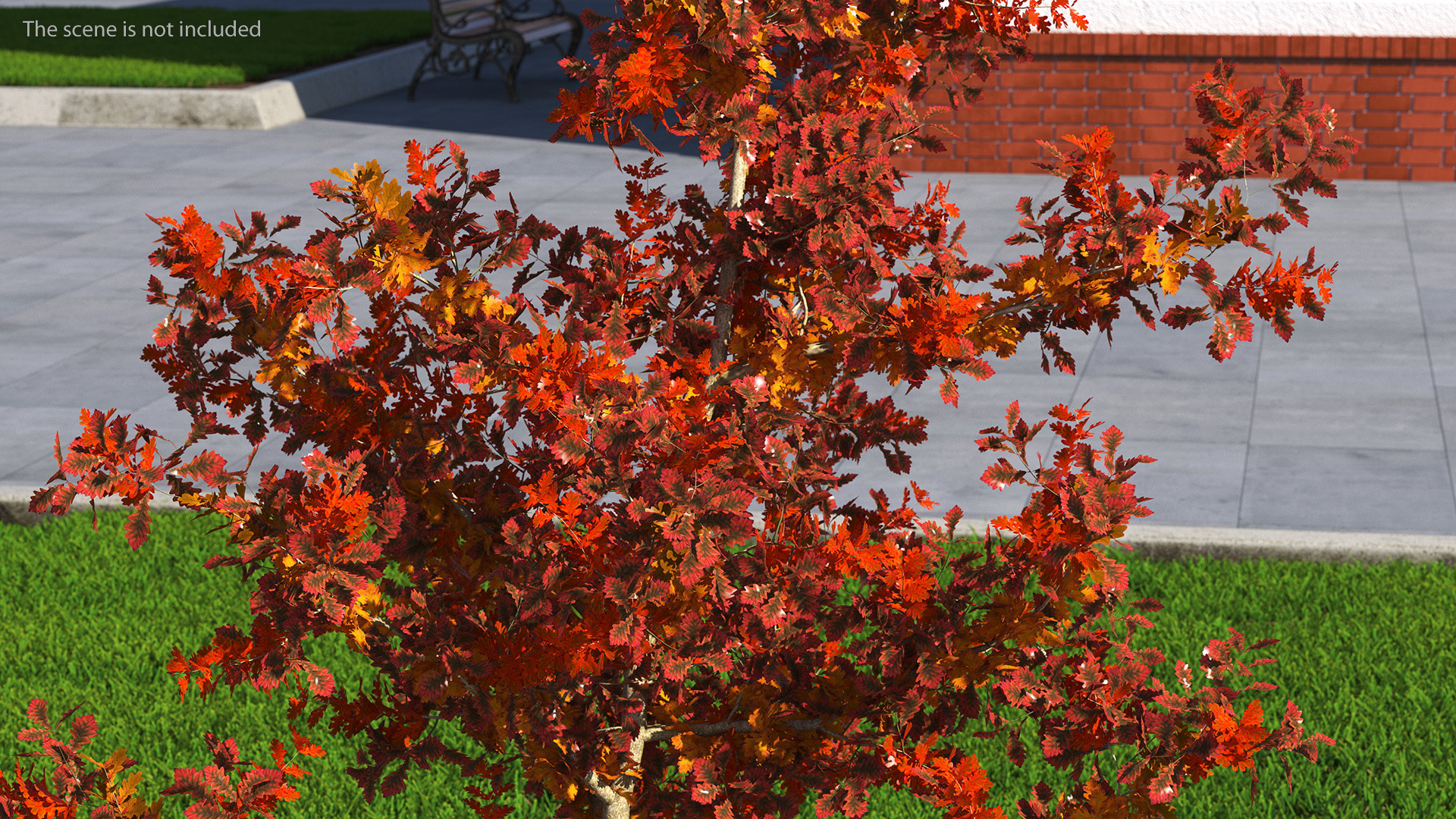 Young White Oak Autumn 3D