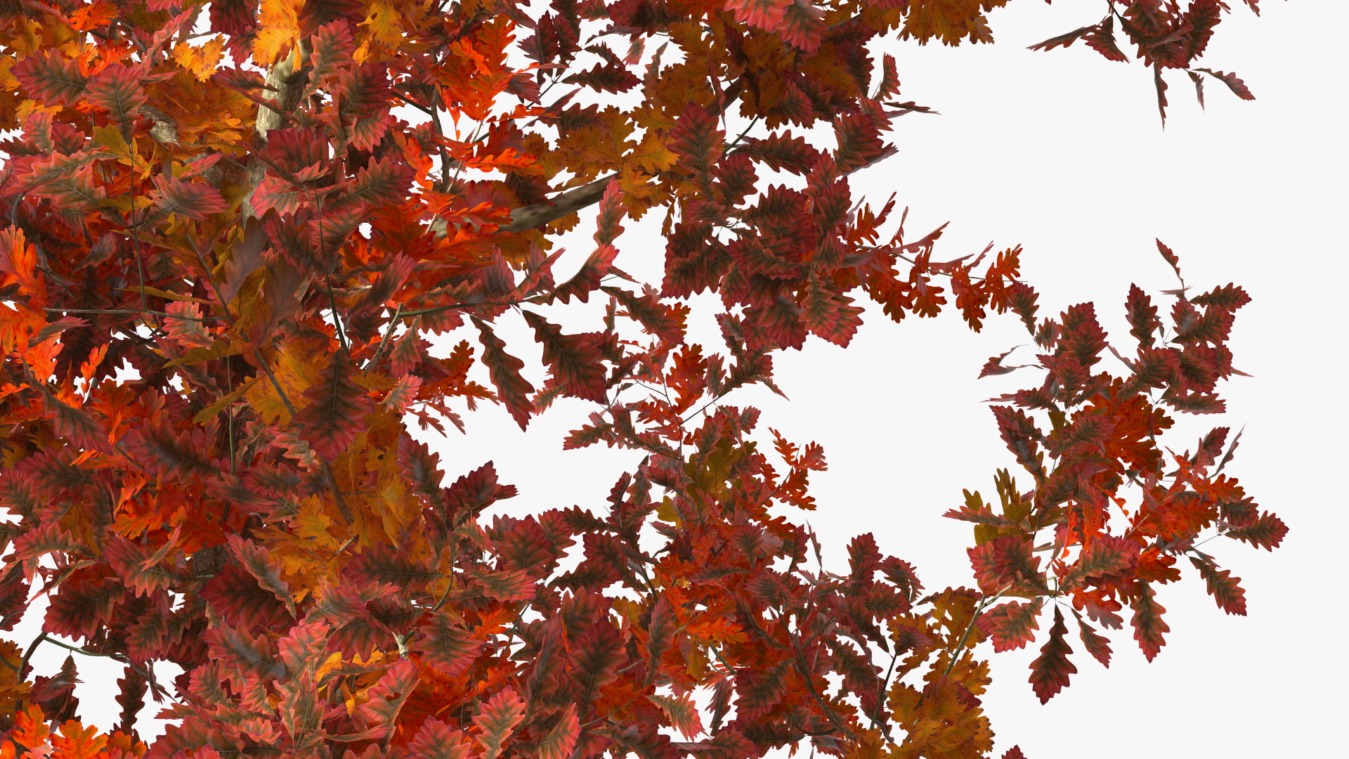 Young White Oak Autumn 3D