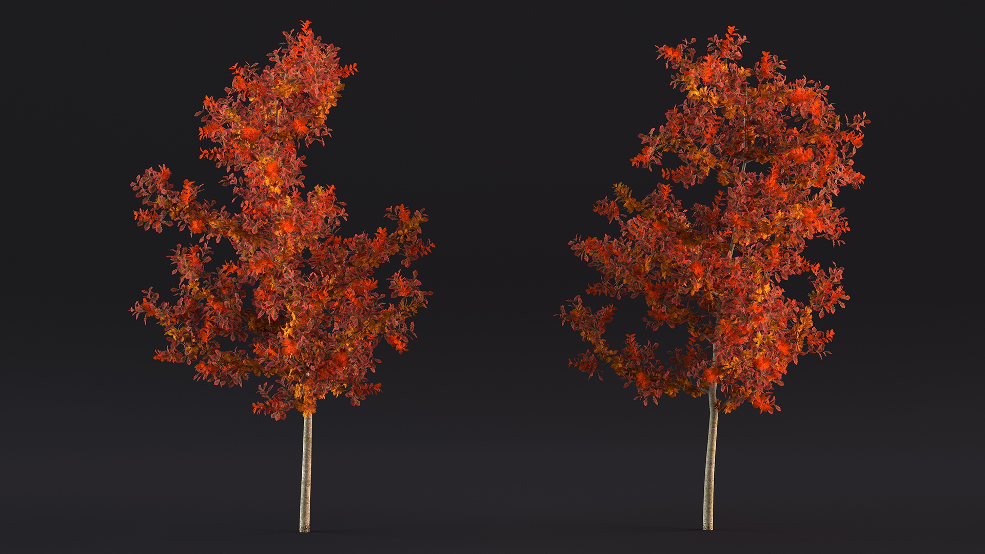 Young White Oak Autumn 3D