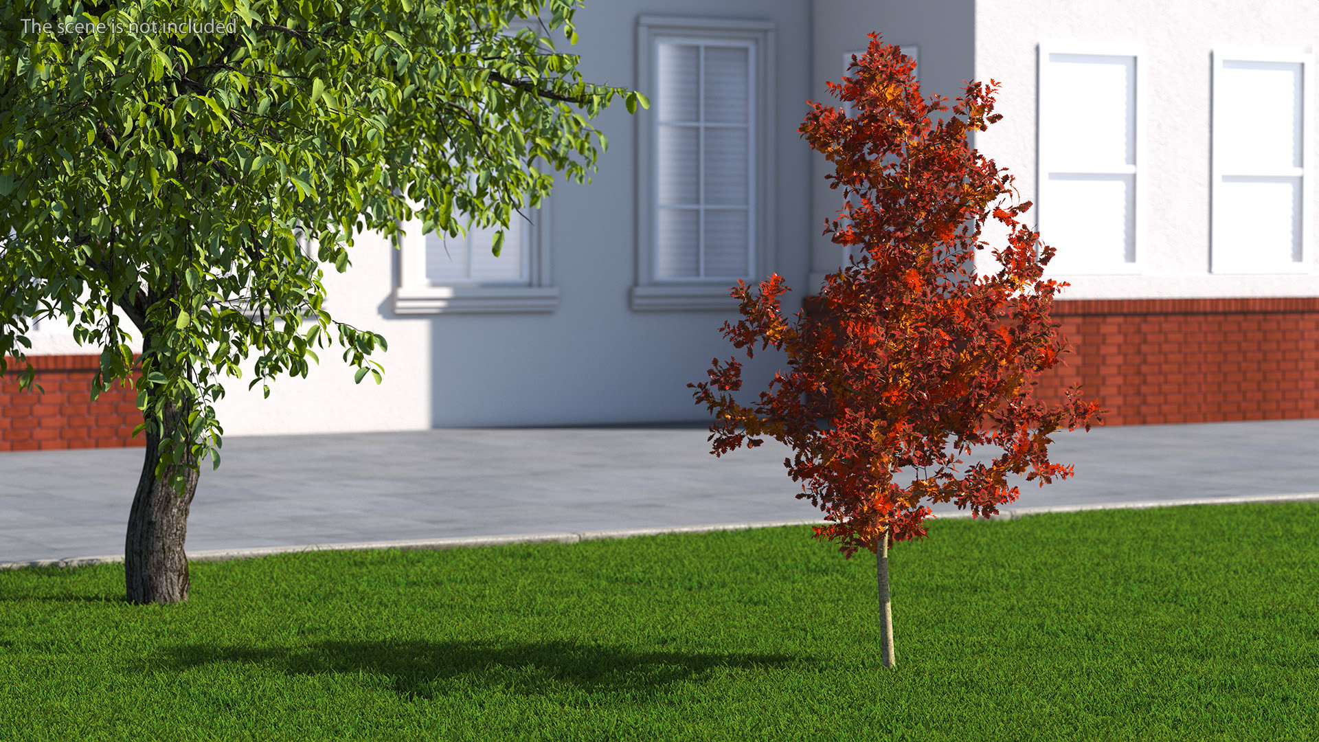 Young White Oak Autumn 3D