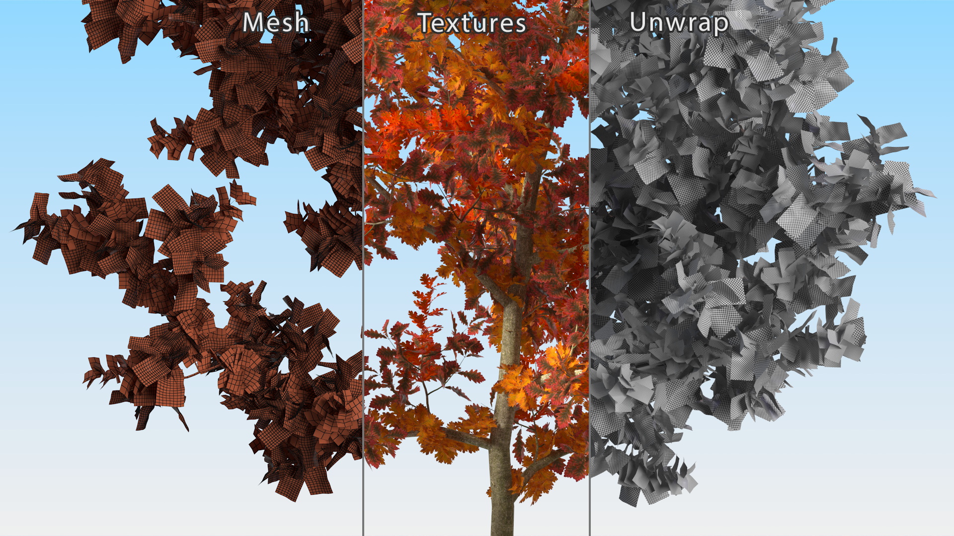 Young White Oak Autumn 3D