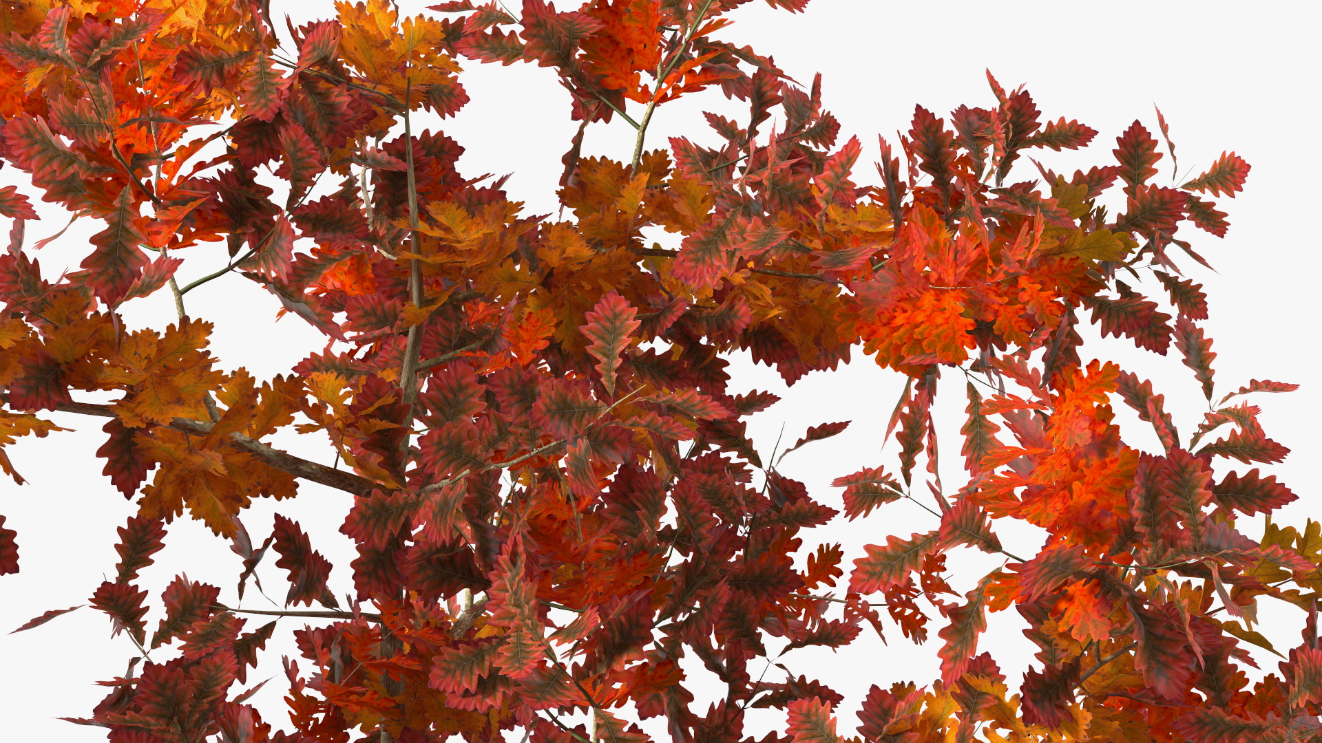 Young White Oak Autumn 3D
