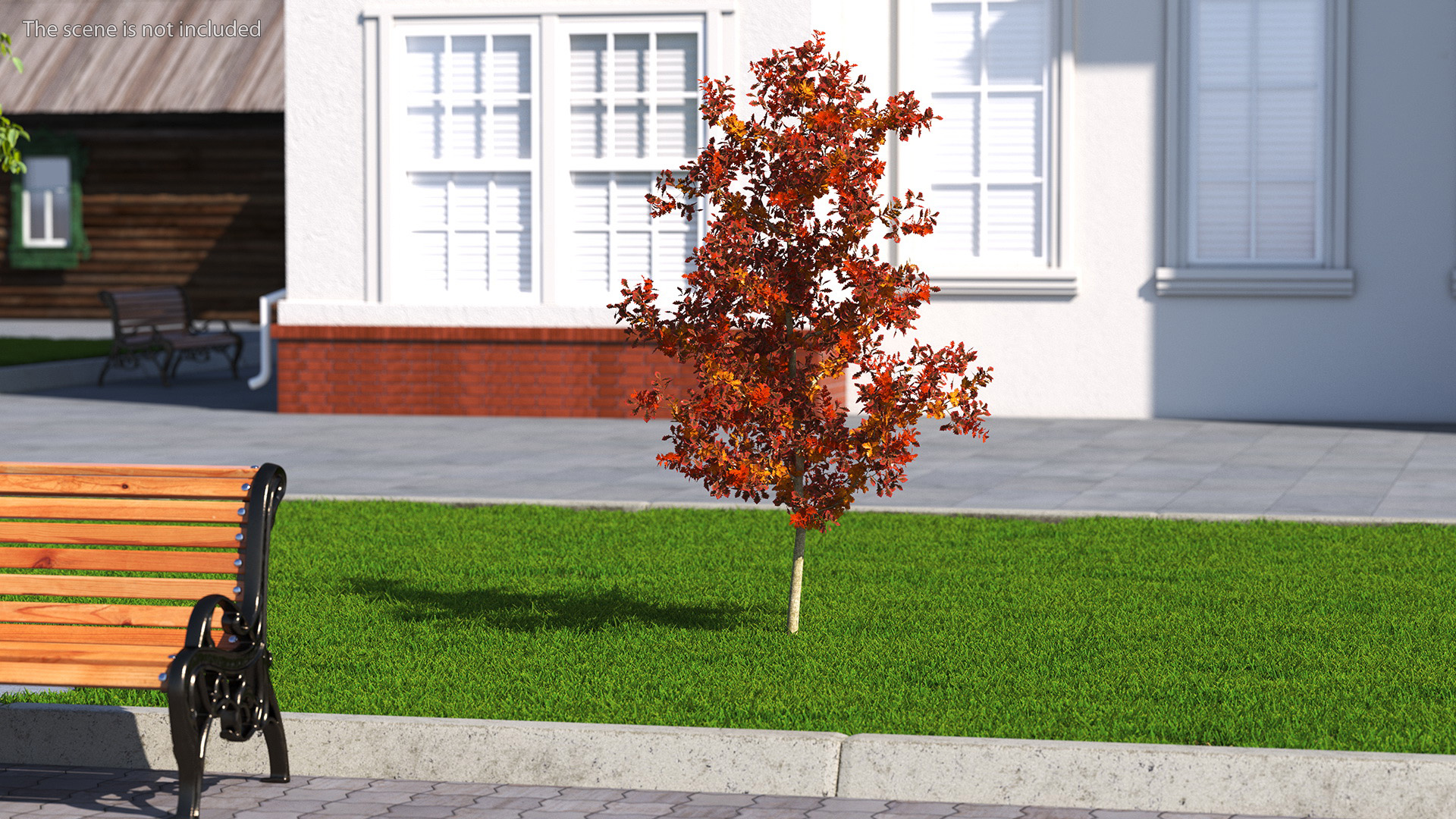 Young White Oak Autumn 3D