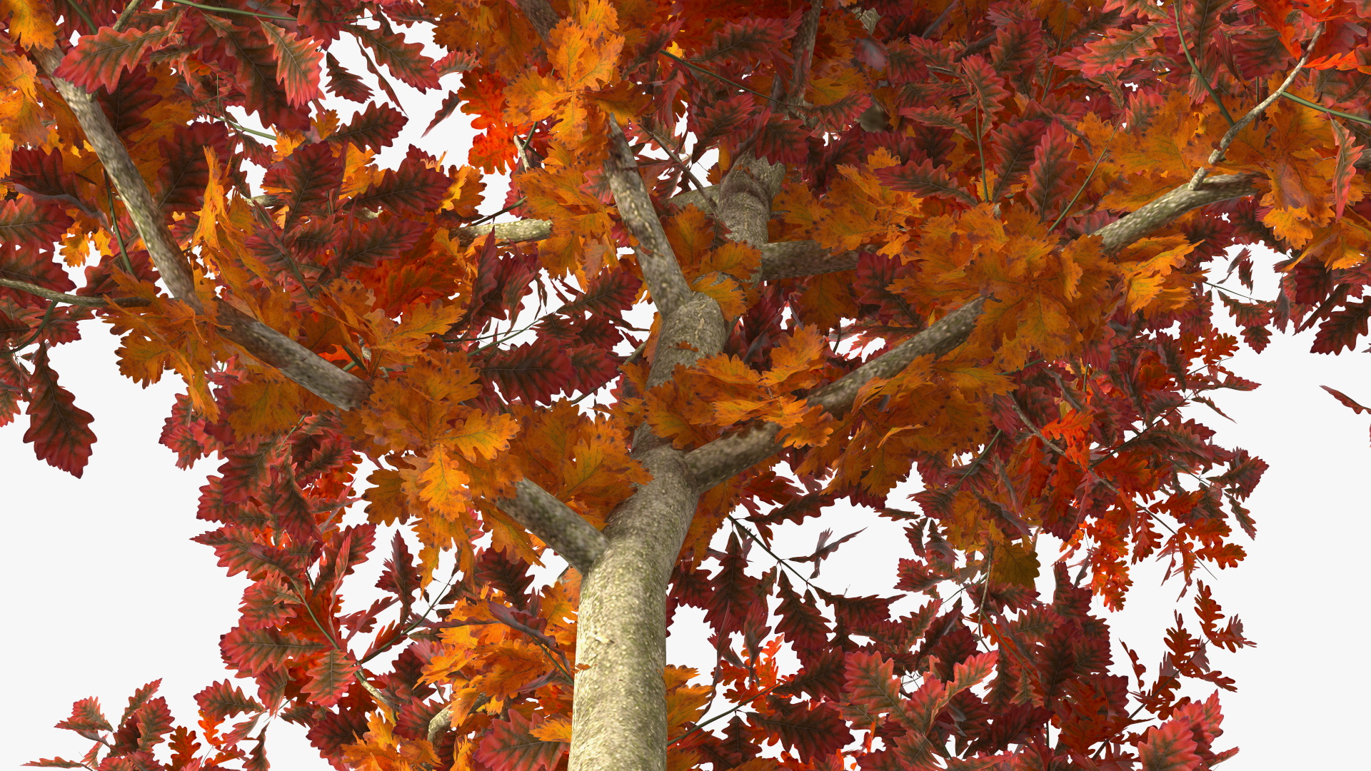 Young White Oak Autumn 3D