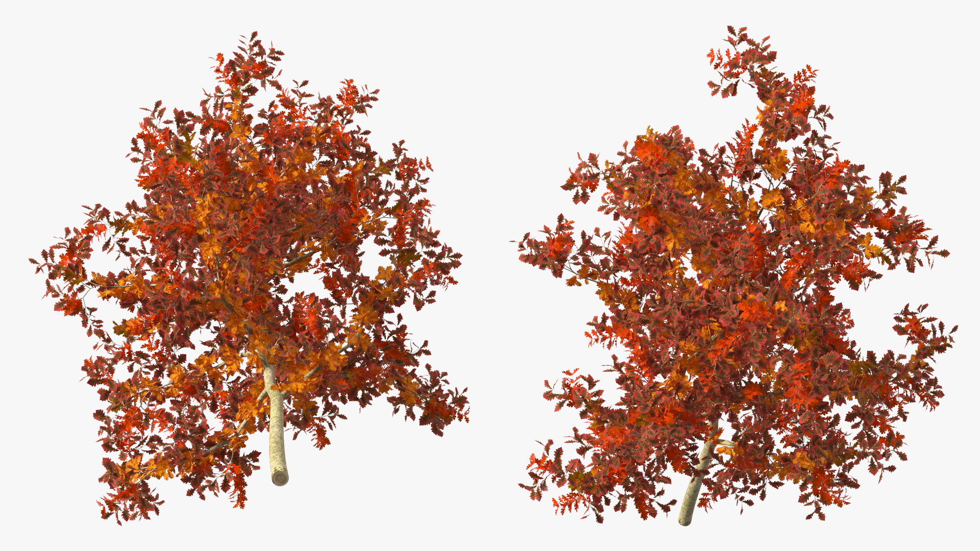 Young White Oak Autumn 3D