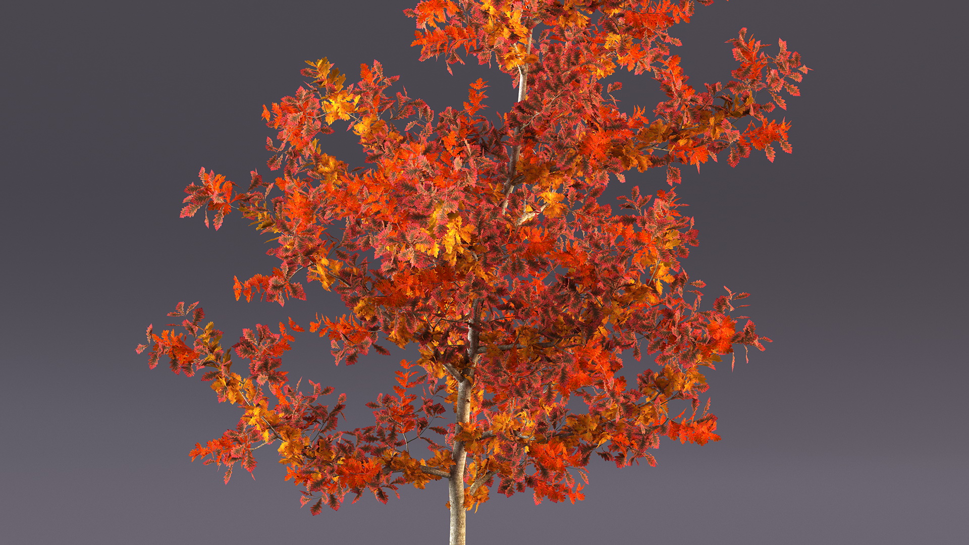 Young White Oak Autumn 3D