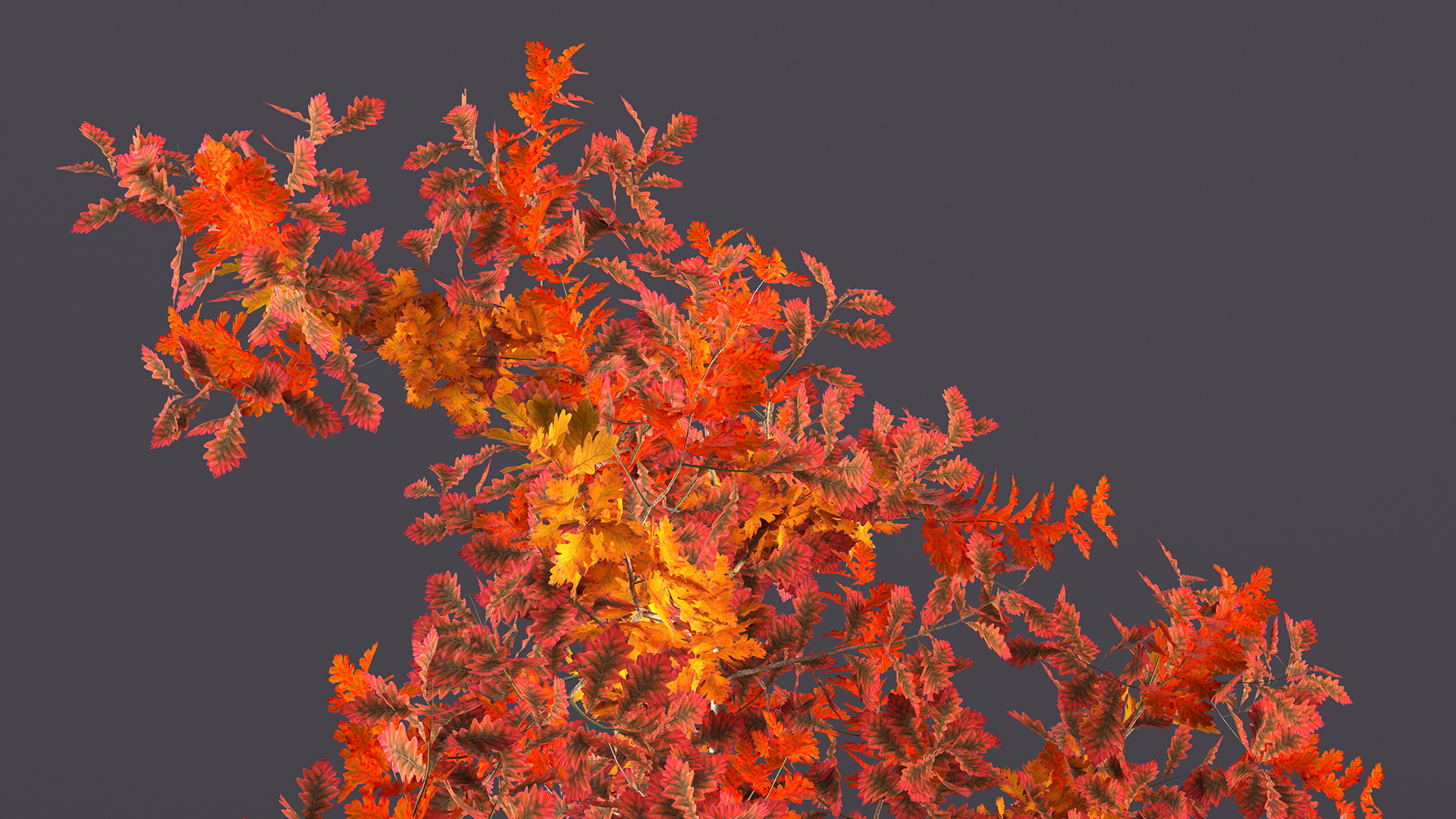 Young White Oak Autumn 3D
